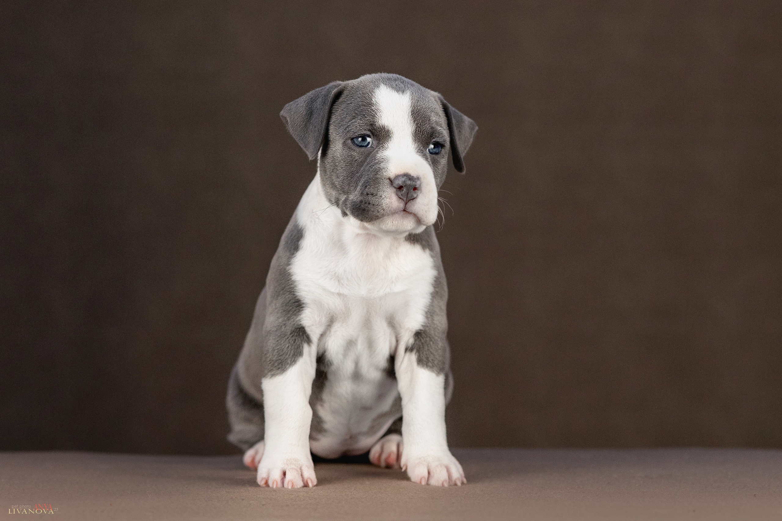 Стаффики. Фотограф анималист Аня Ливанова | Рыбинск