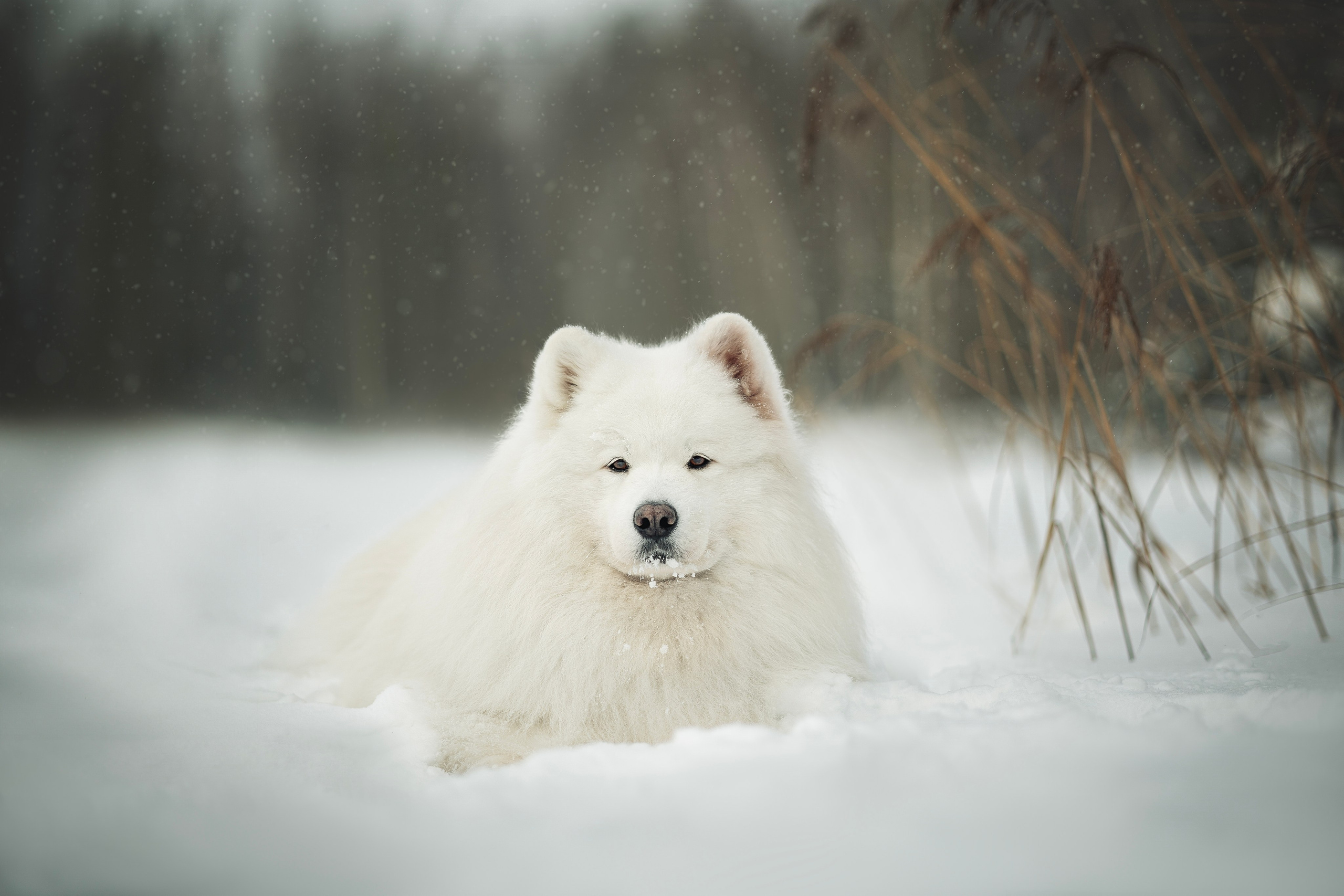 Фото собак, животных зимой. Фотограф анималист в Москве Майорова Евгения