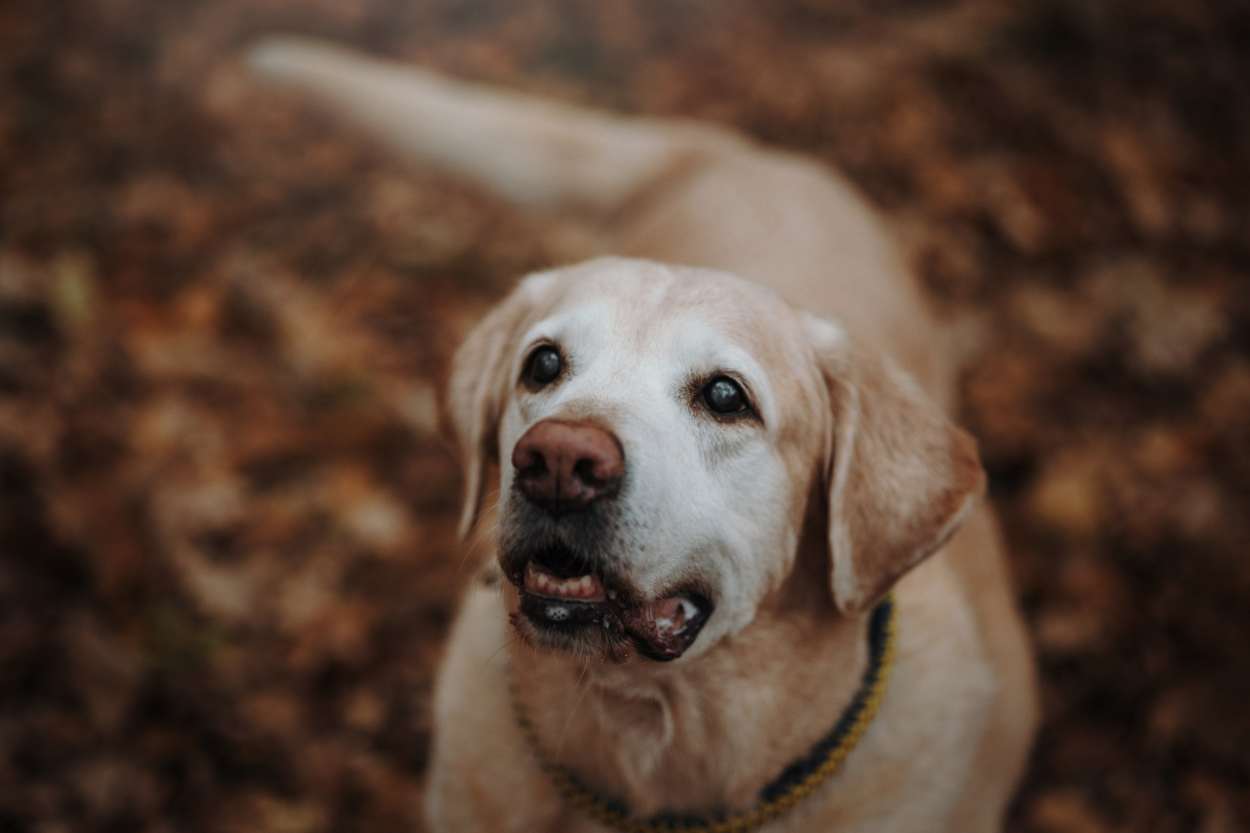 Оксана и Барон. Фотограф — Анималист | Санкт-Петербург