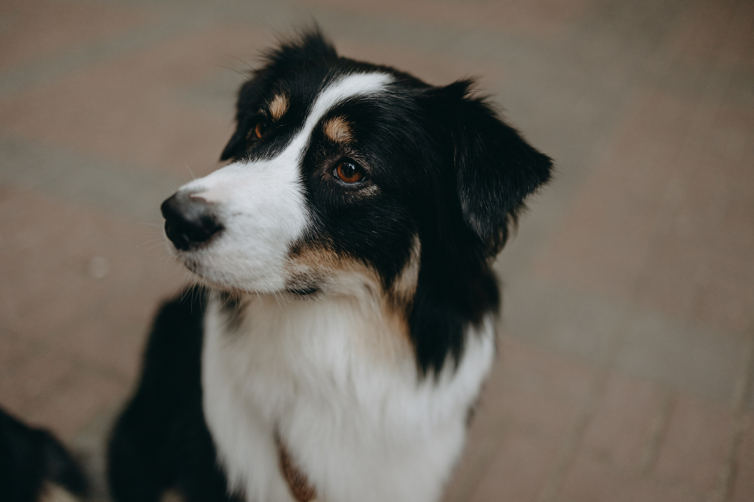 Катя и ее девочки. Фотограф — Анималист | Санкт-Петербург