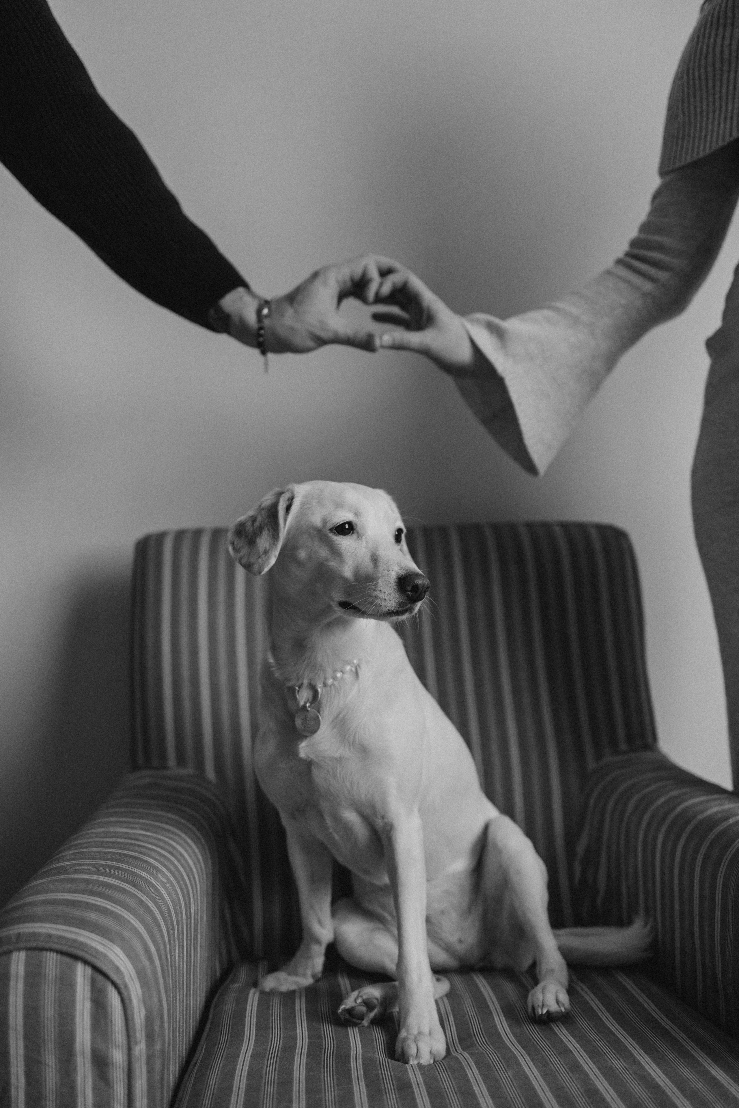 Луна и ее семья. Фотограф — Анималист | Санкт-Петербург