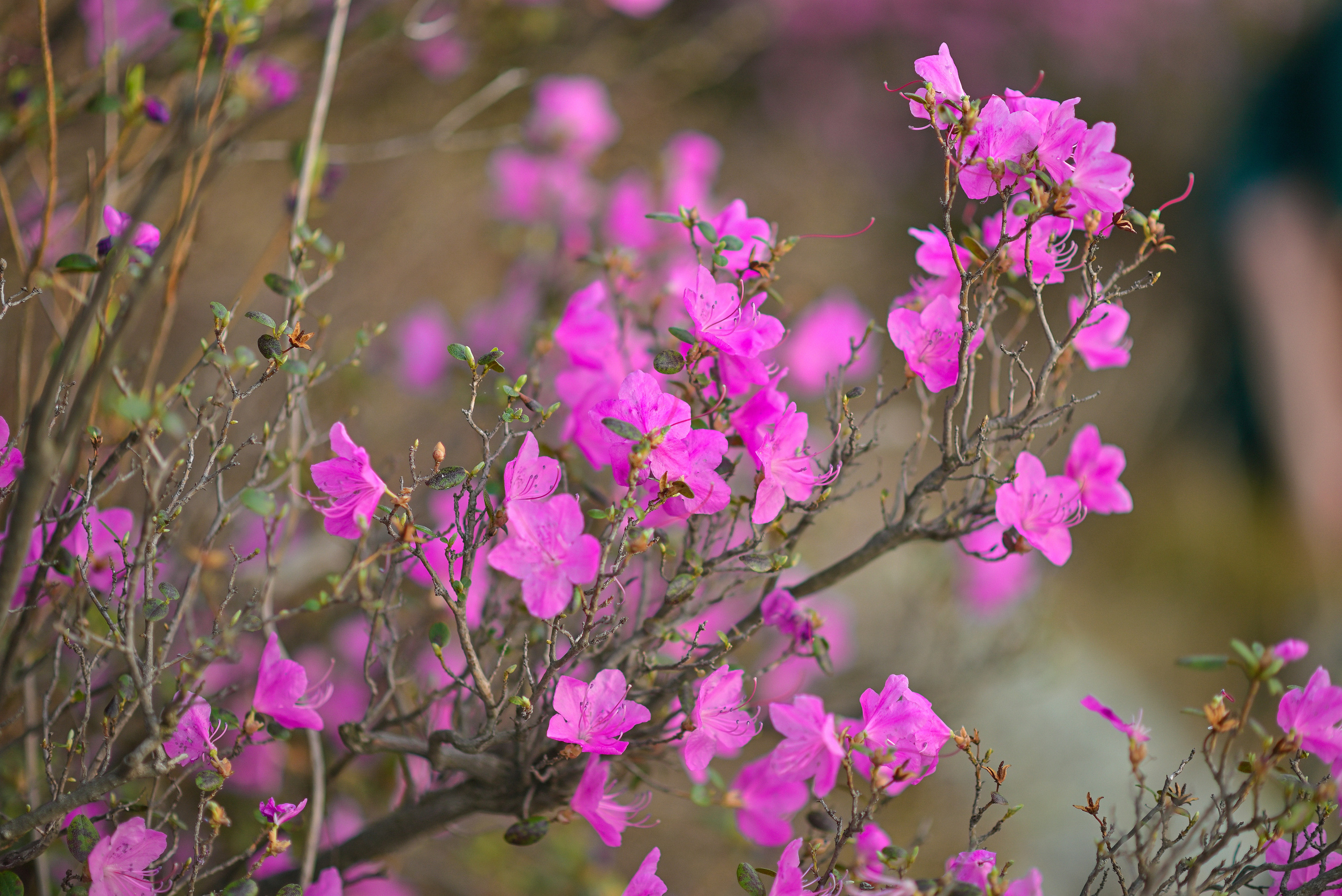 Цветение маральника. Свадебный и семейный фотограф в Барнауле Сергей Семакин