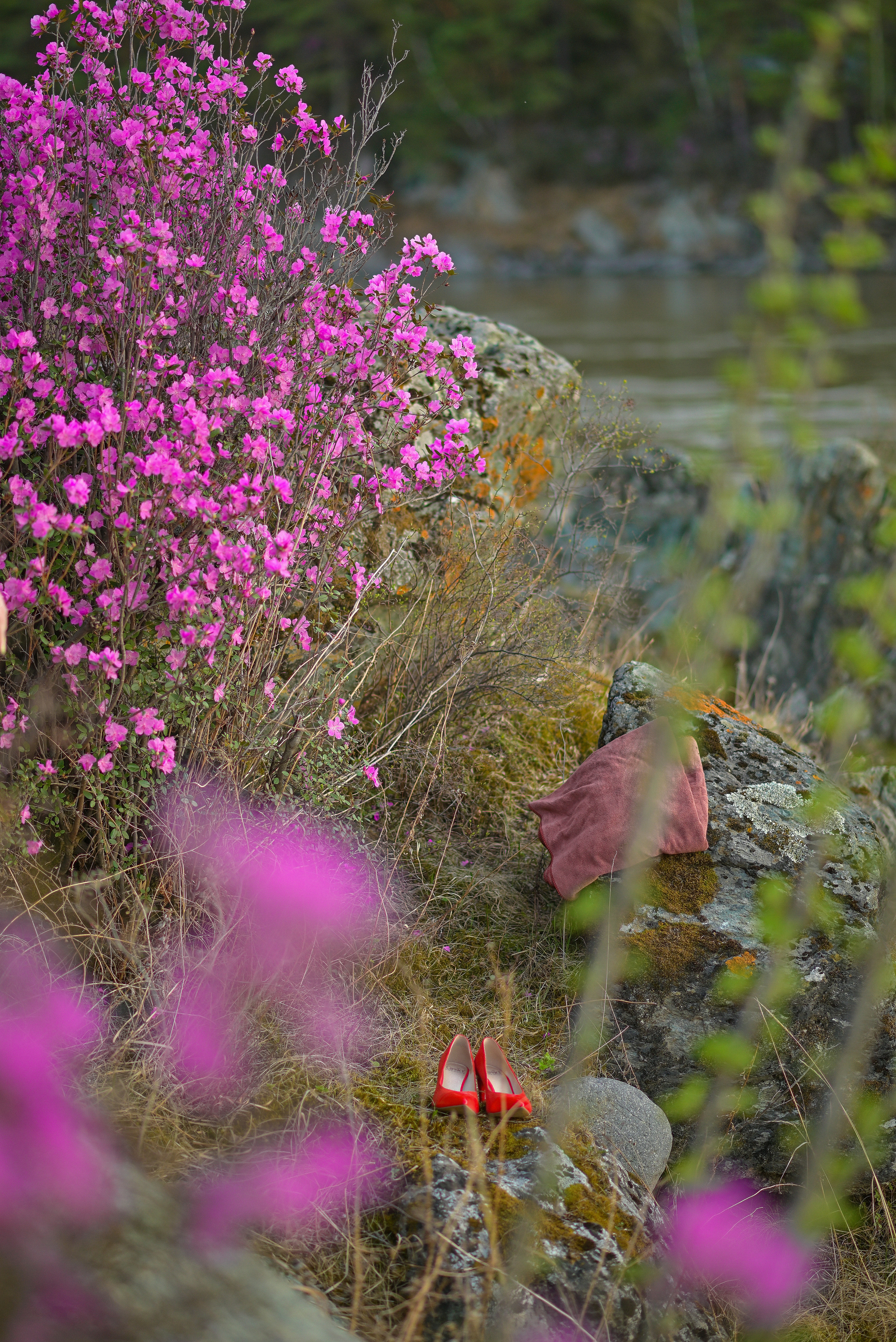 Цветение маральника. Свадебный и семейный фотограф в Барнауле Сергей Семакин