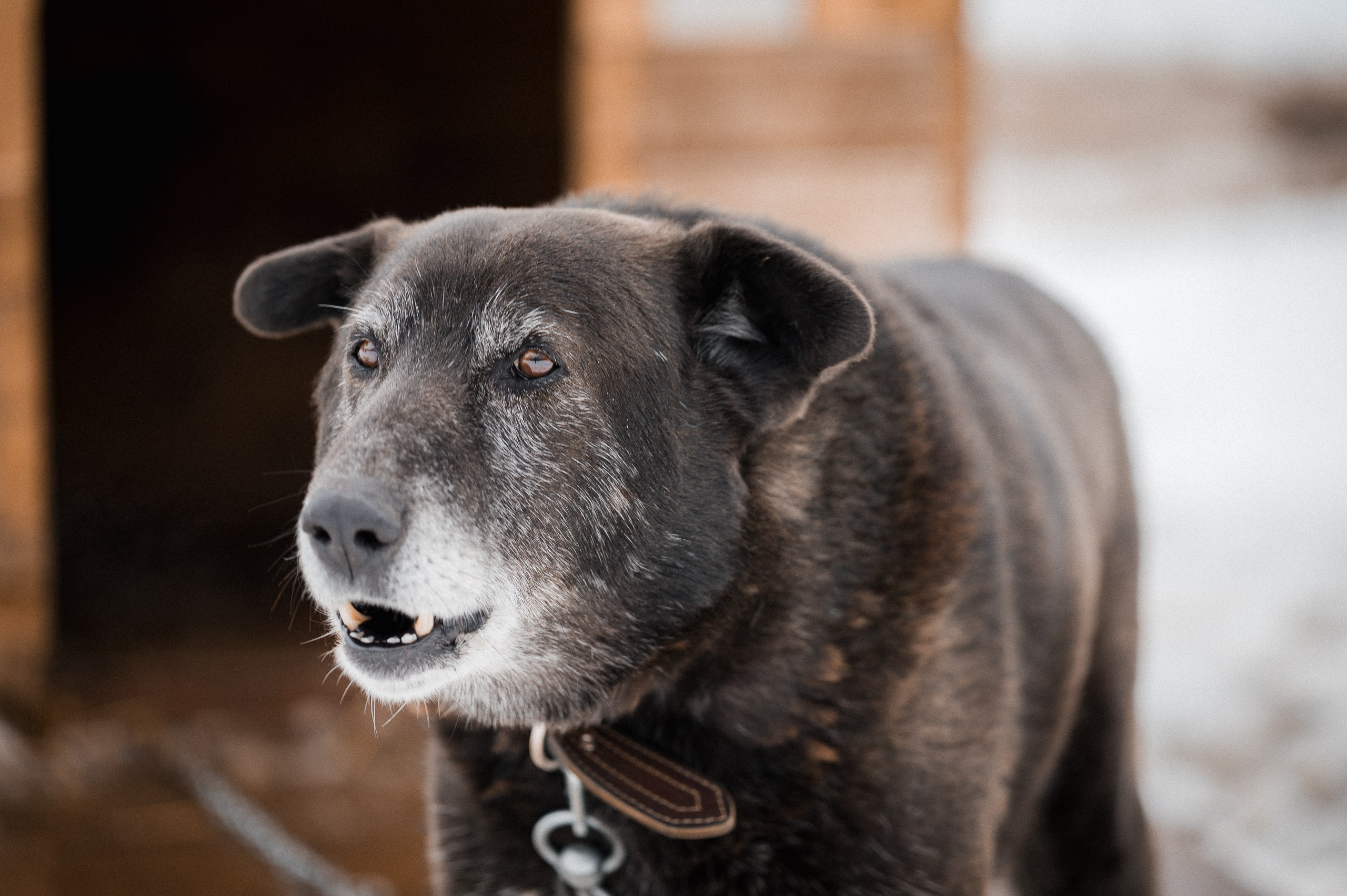 Семён. Улыбка собаки — спасение и пристройство бездомных собак