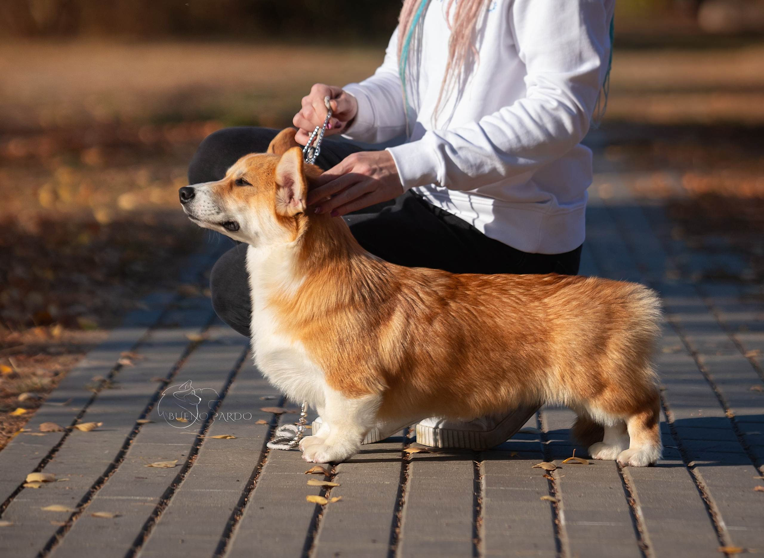 Щенки вельш корги пемброк из питомника. Питомник собак Акита, Хаски, Корги