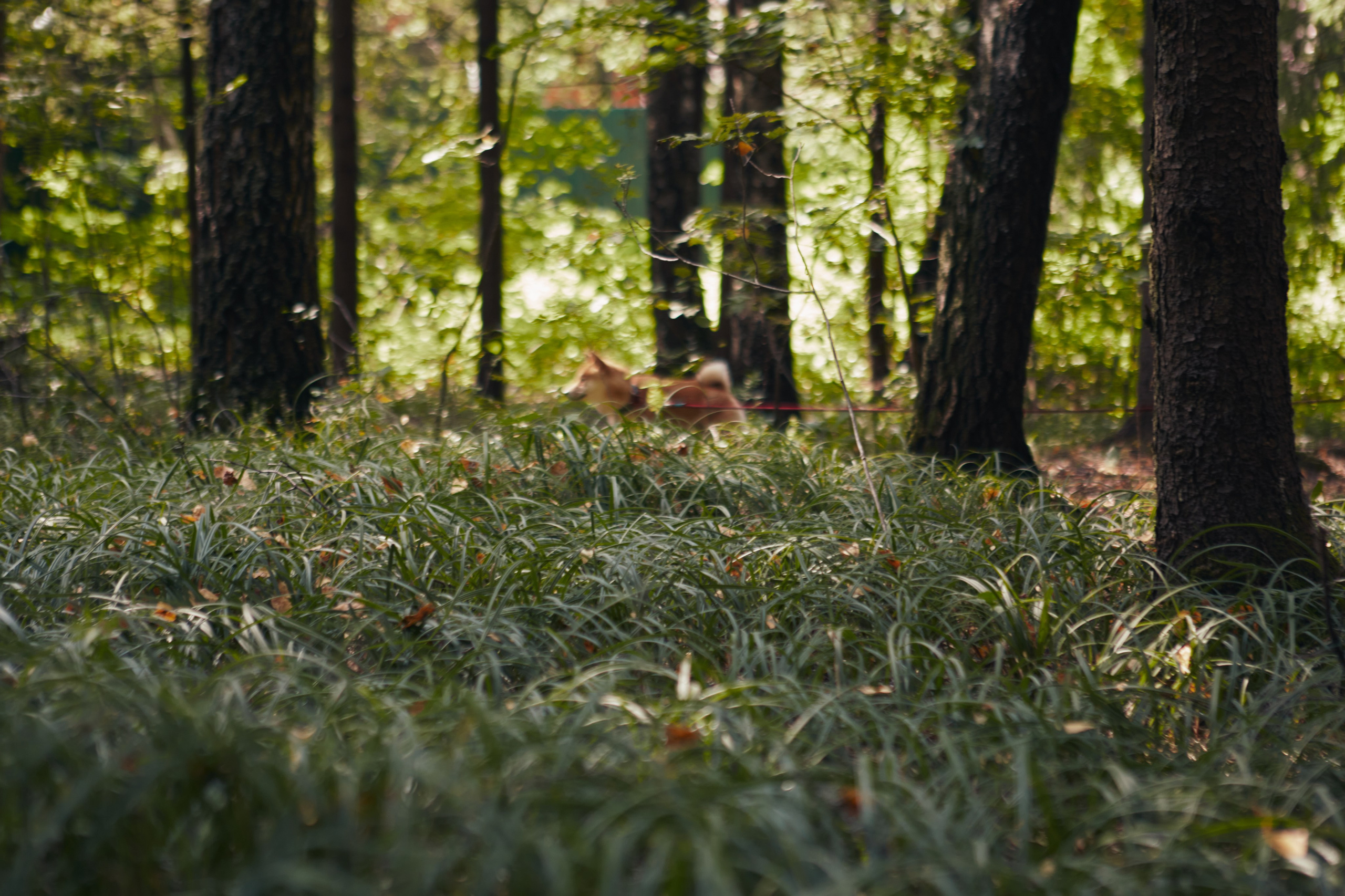 Katya & Rokki. Portrait, family and pet photographer in Cyprus, Ksenia Bourdelle