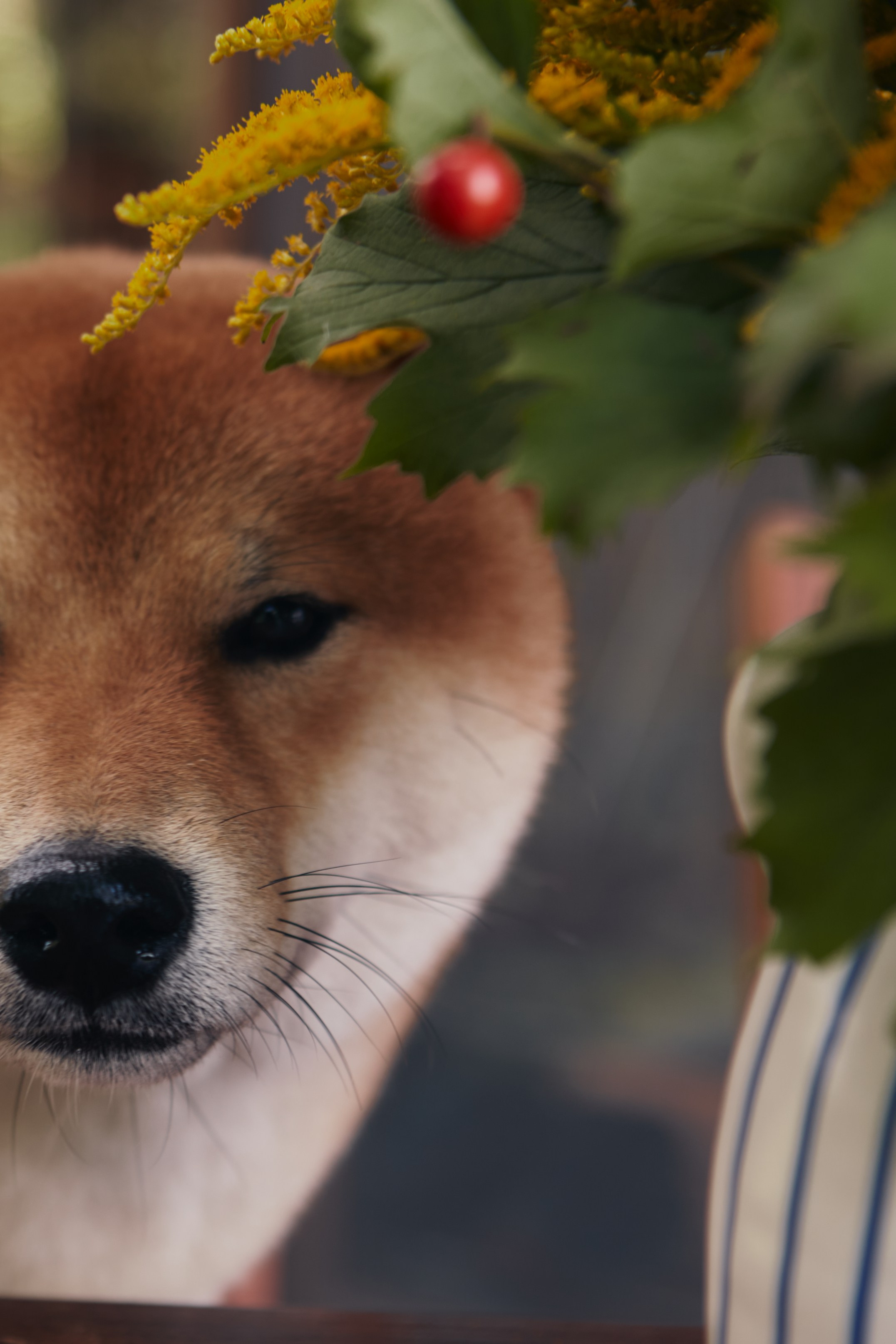 Katya & Rokki. Portrait, family and pet photographer in Cyprus, Ksenia Bourdelle