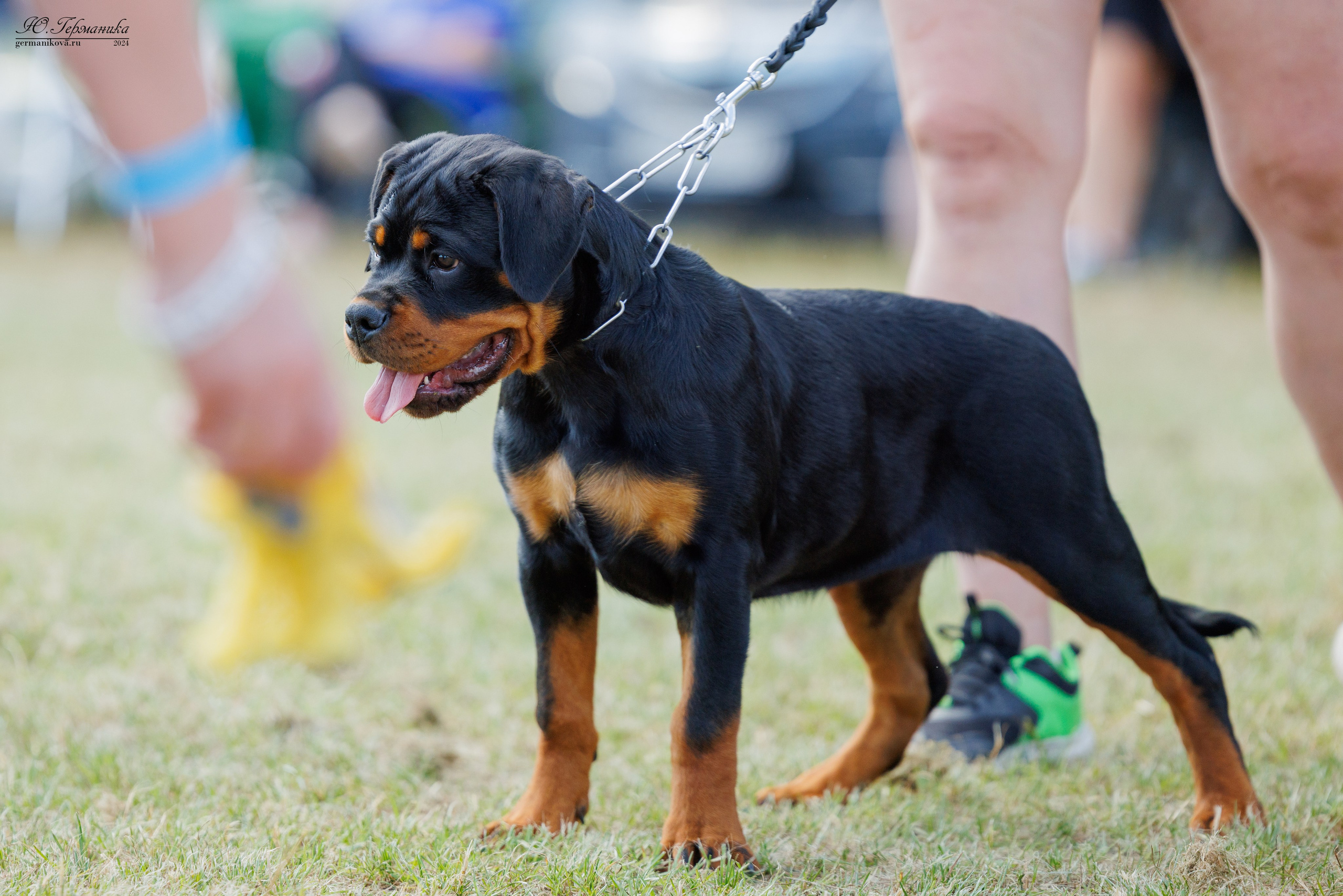 ПК и КЧК ротвейлеры Тверь 6-7.07.2024. Фотограф-анималист Юлия Германика