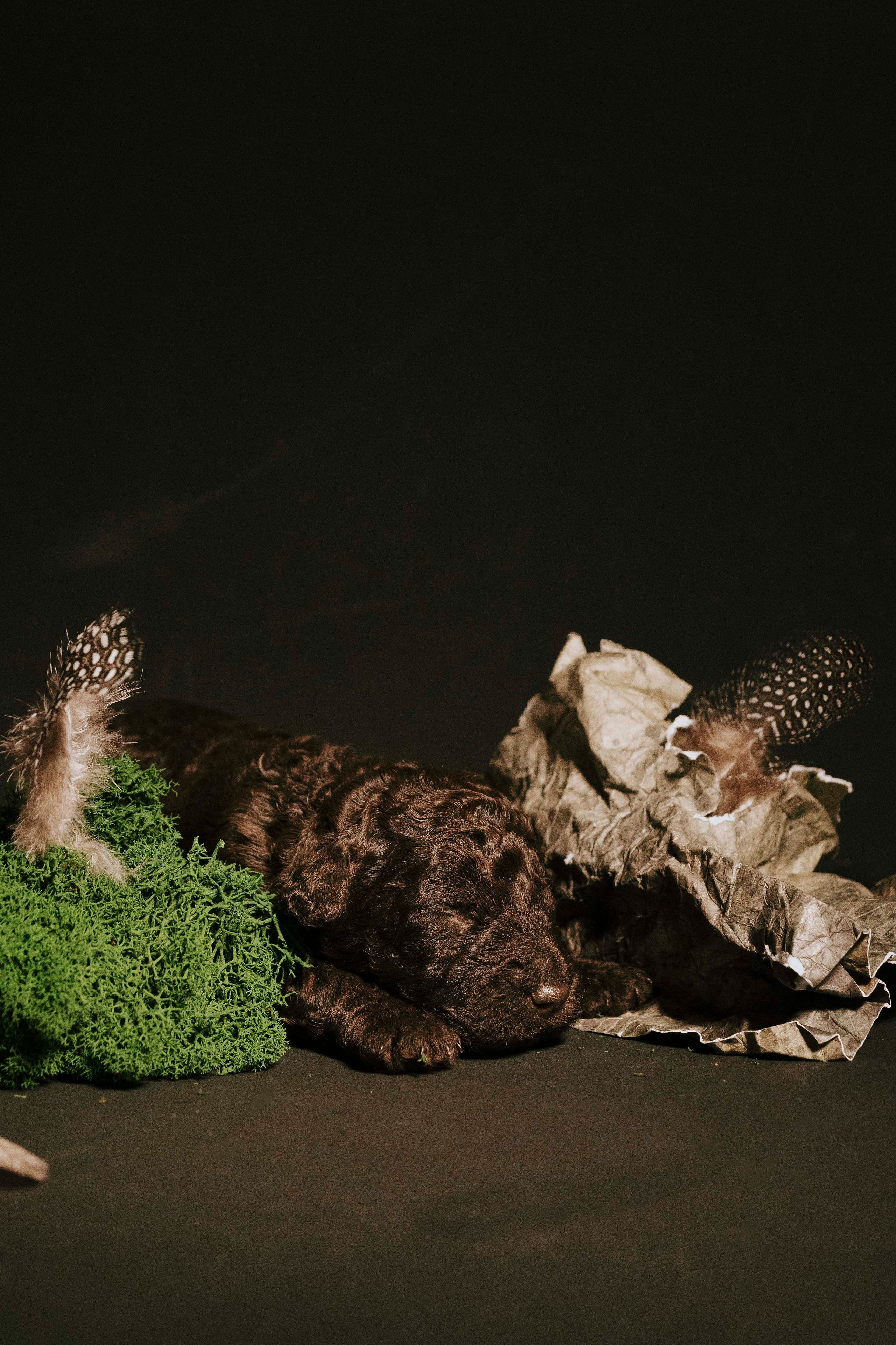 Испанские водяные. Фотограф- анималист Александра Матвеева