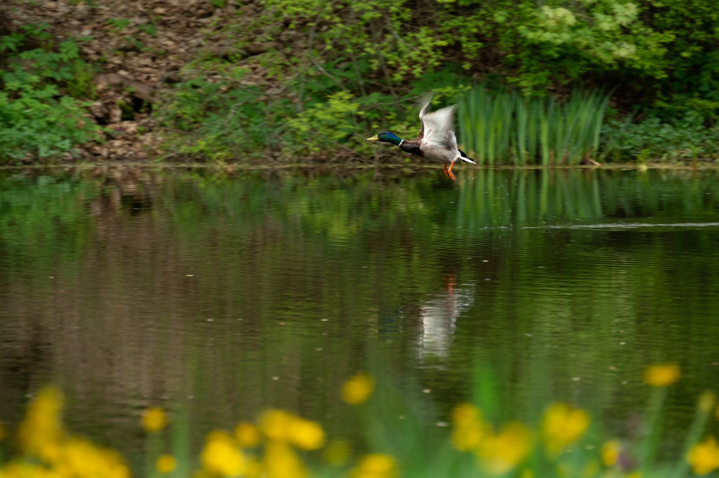 Ясная поляна. Фотограф и видеооператор в Туле | Даниил Рыбак
