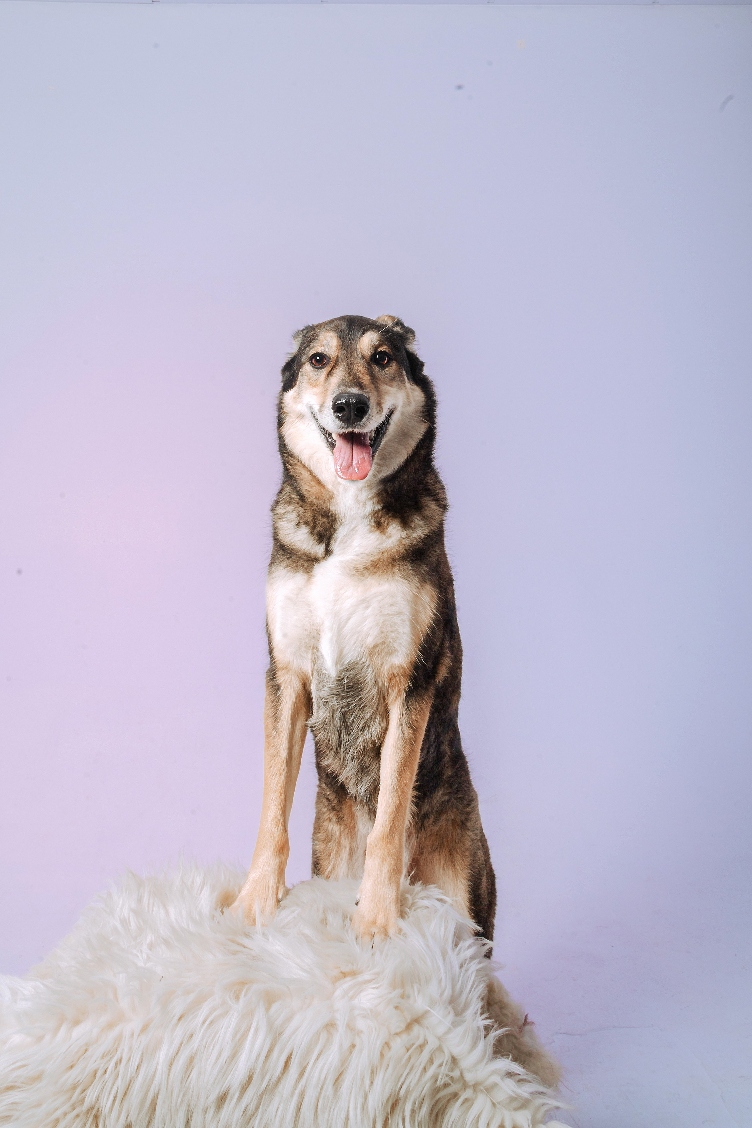 Студийная фотосессия с цветным светом. Фотограф-анималист Татьяна Степанова