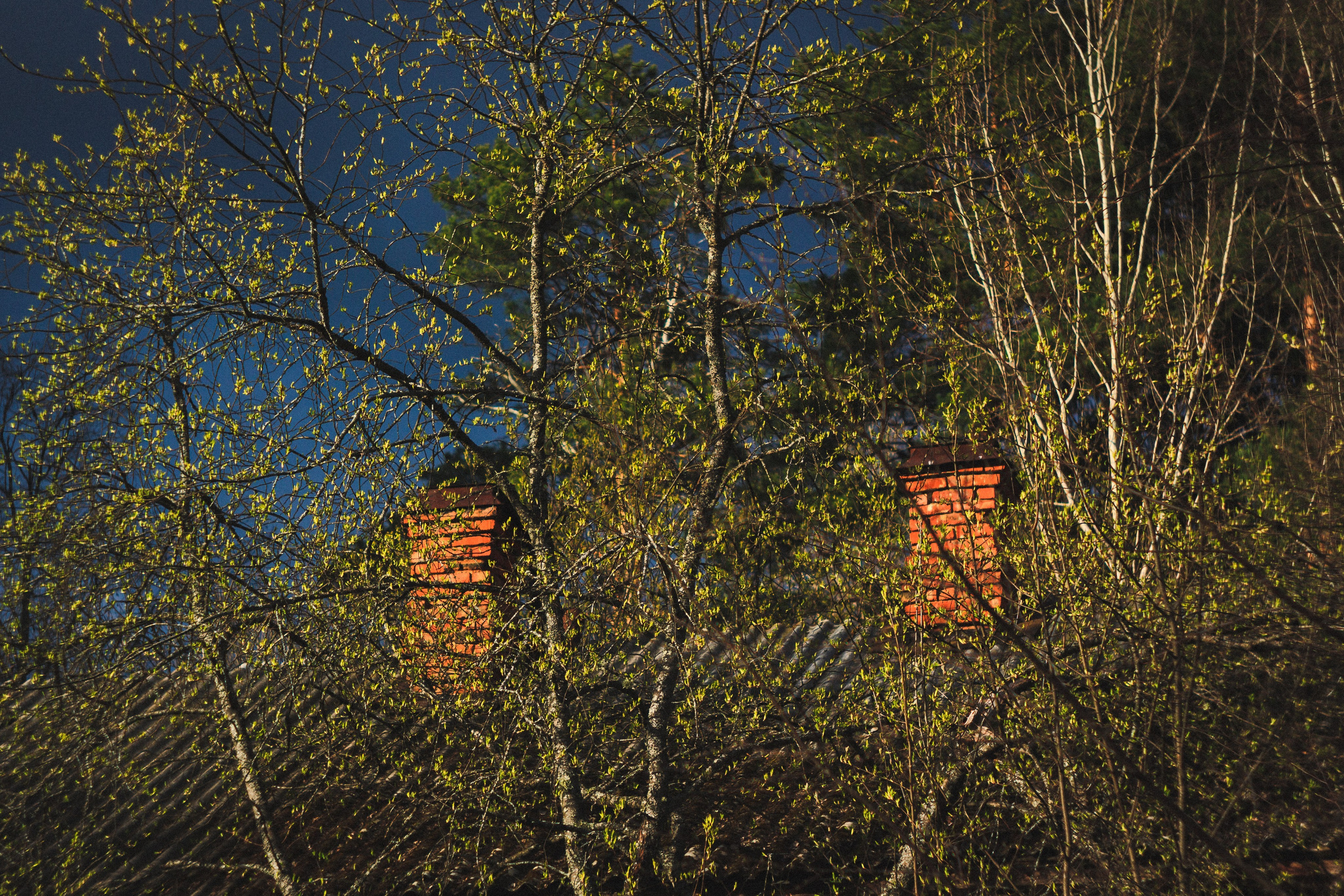 Glimpse. Den Mirov — Photographer, Musician