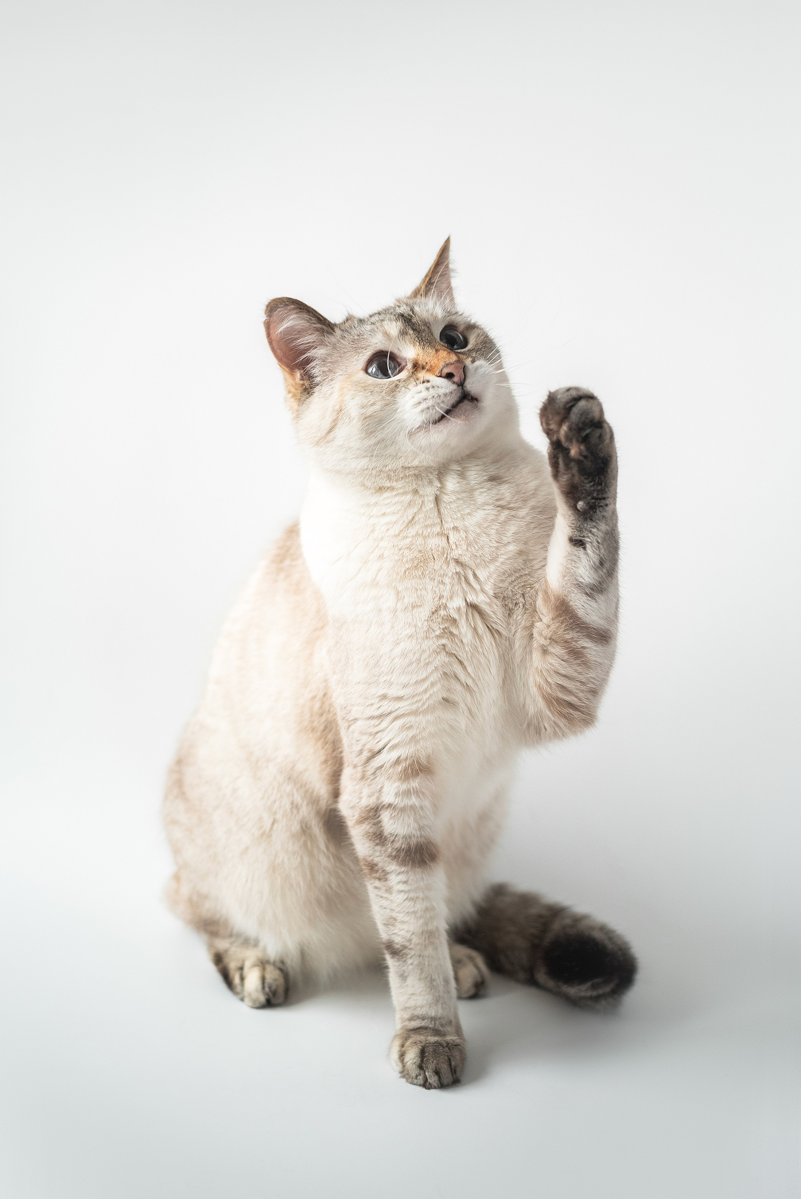 Скотинки. Конный фотограф Куракина Дарья • Фотосессии с лошадьми