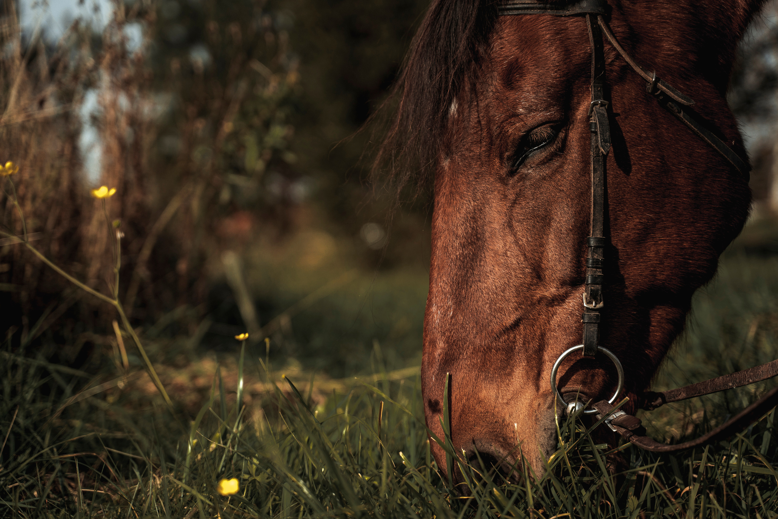 Анна. Свадебный и семейный фотограф в Москве и МО Геннадий Туманцев