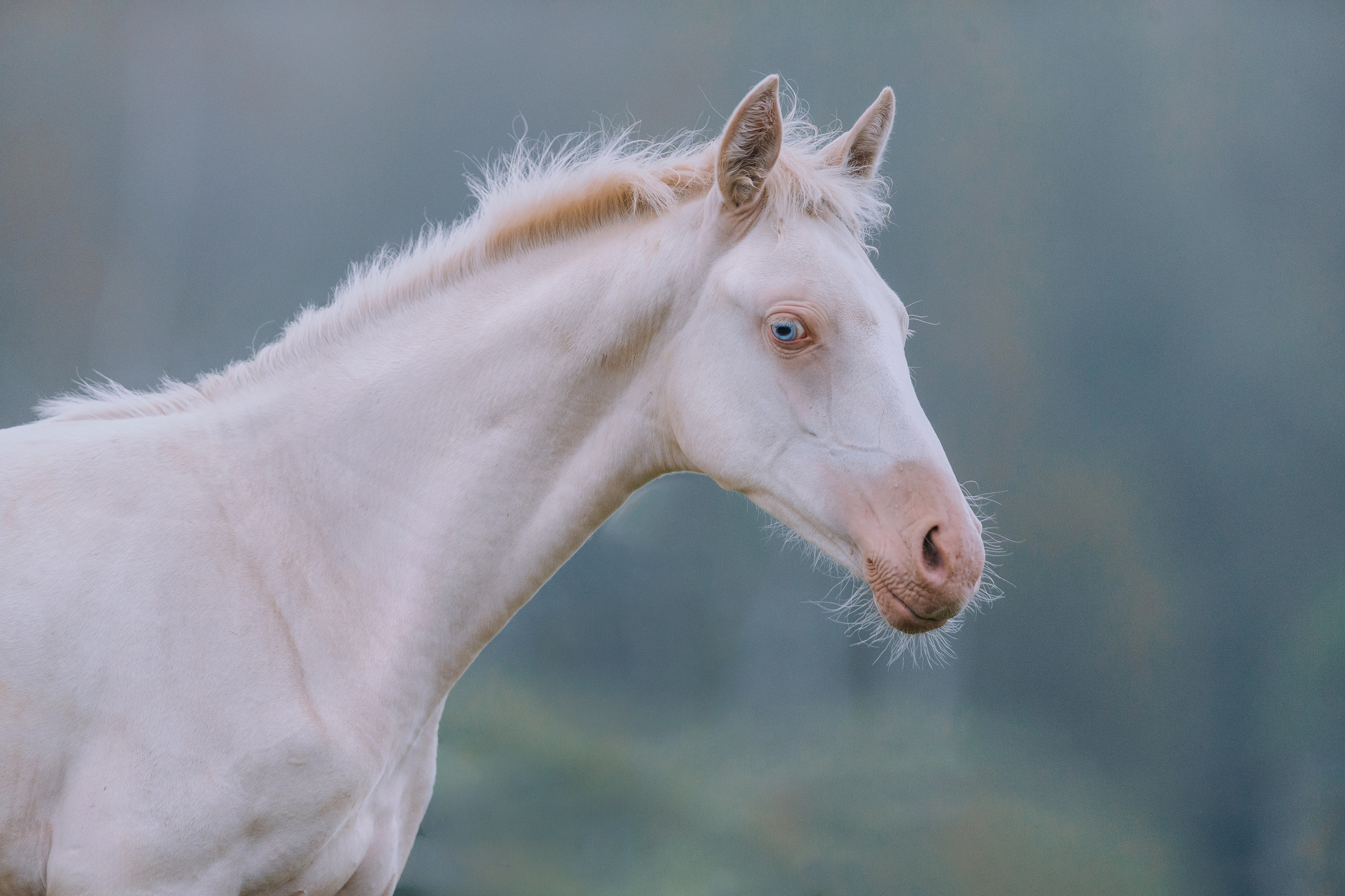 На природе. Фотограф-анималист Ксендзова Кристина