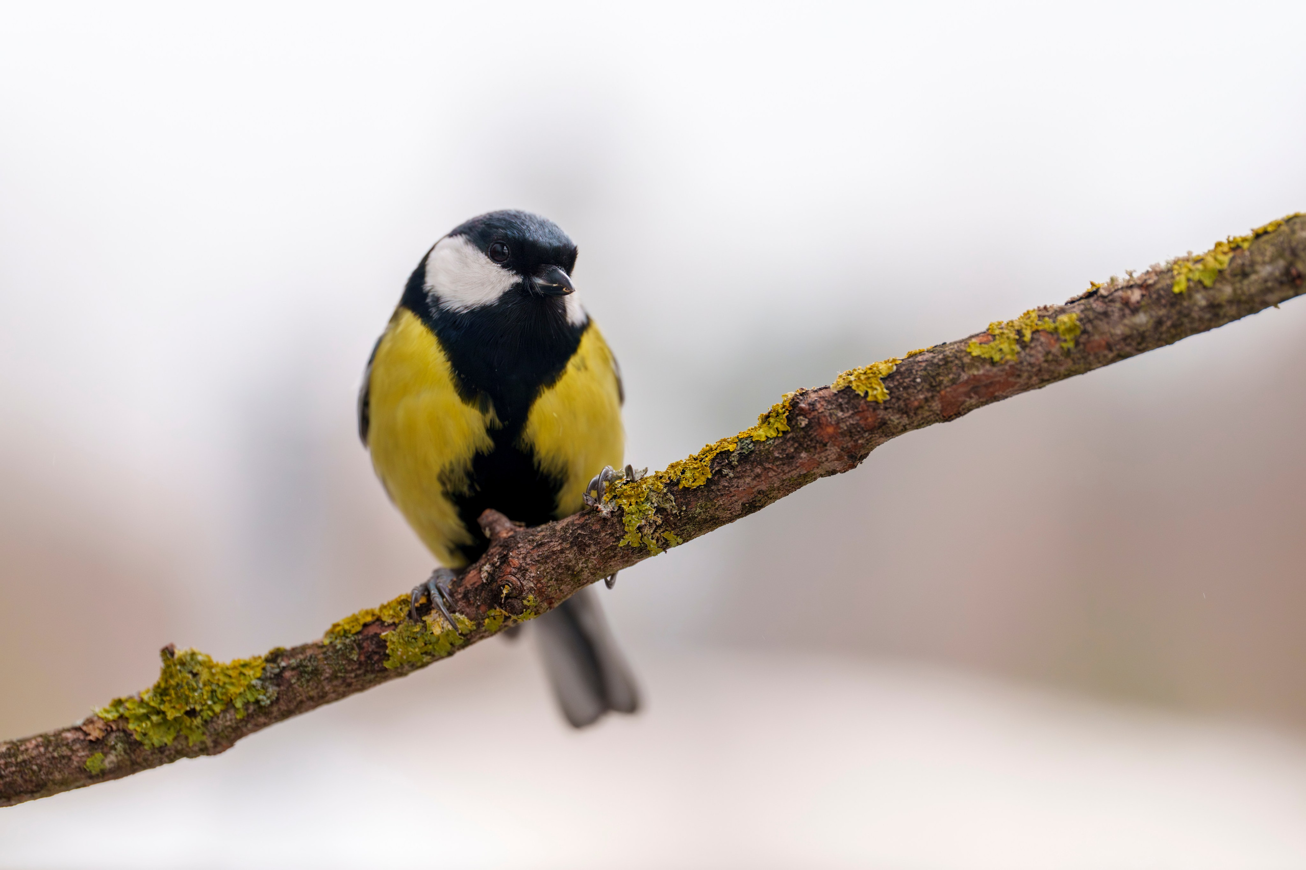 Animals — Животные