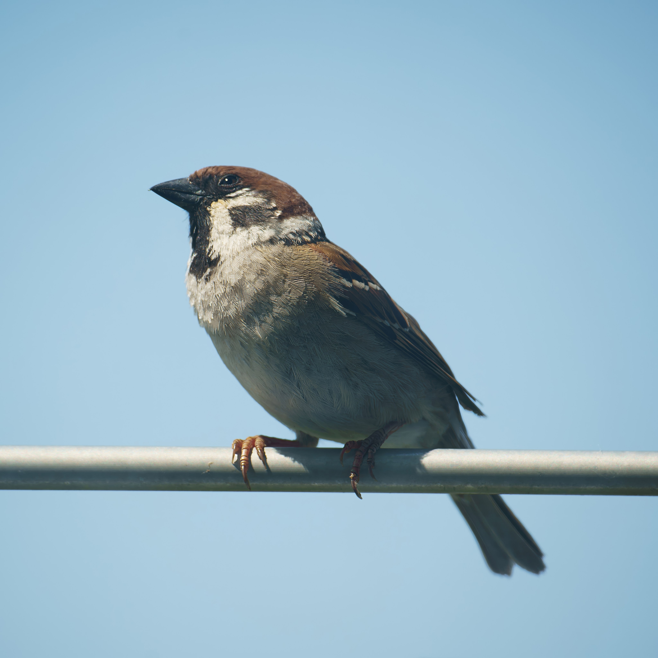 Animals — Животные