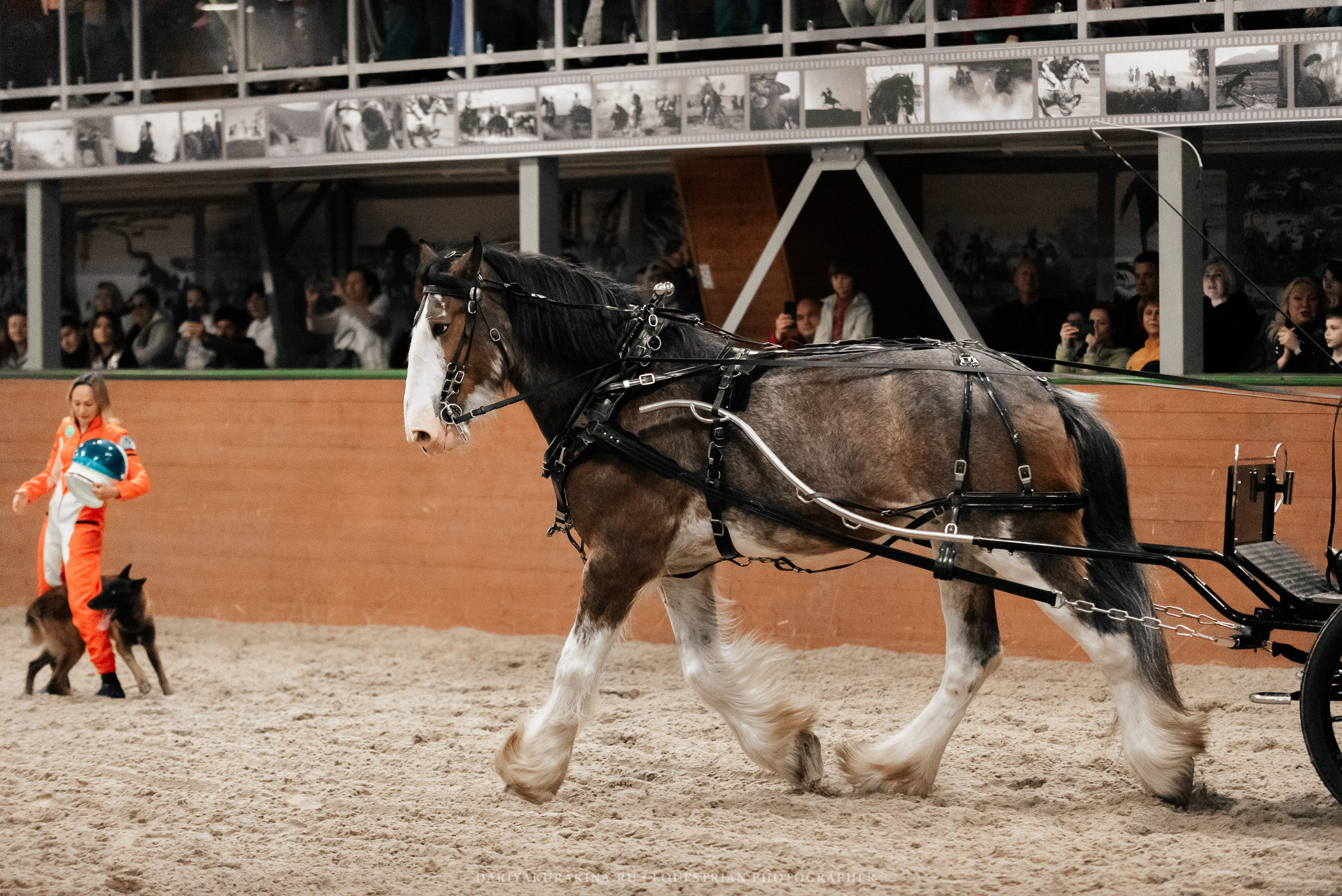 Конное представление «Дыхание Звёзд». Конный фотограф Куракина Дарья • Фотосессии с лошадьми
