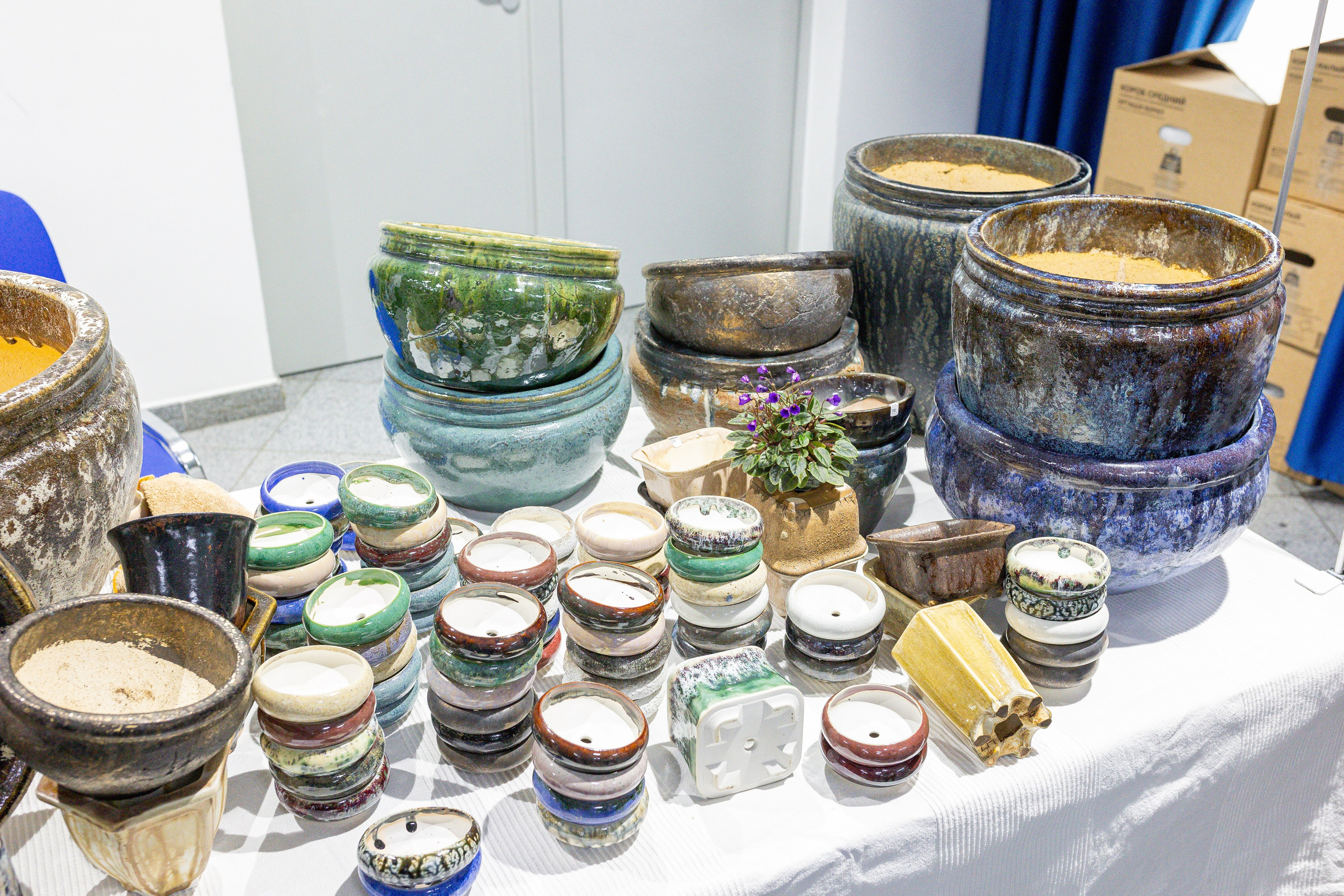 Орхидиум май 2025. Александра Куликова фотограф, Москва