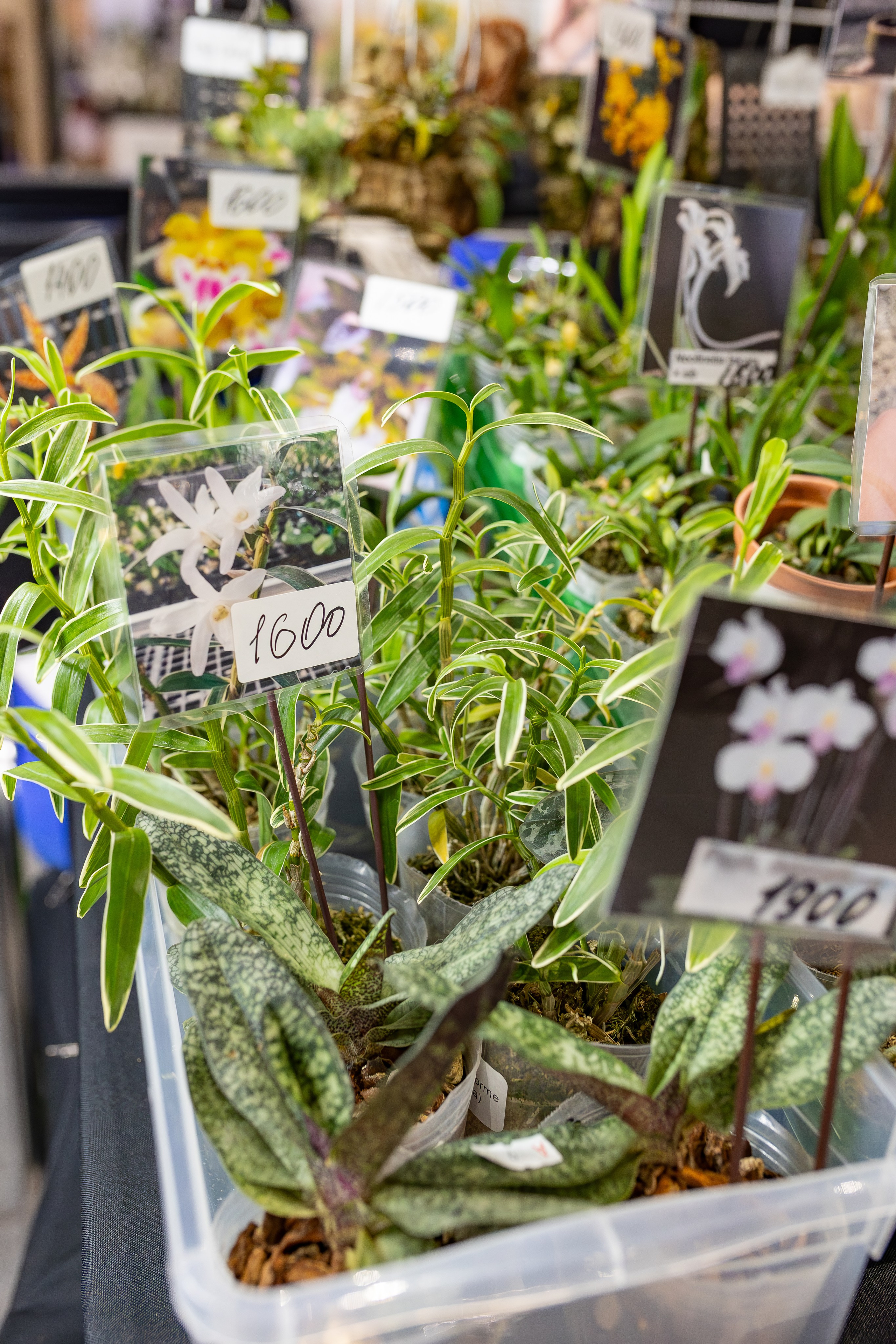 Орхидиум сентябрь 2025. Александра Куликова фотограф, Москва