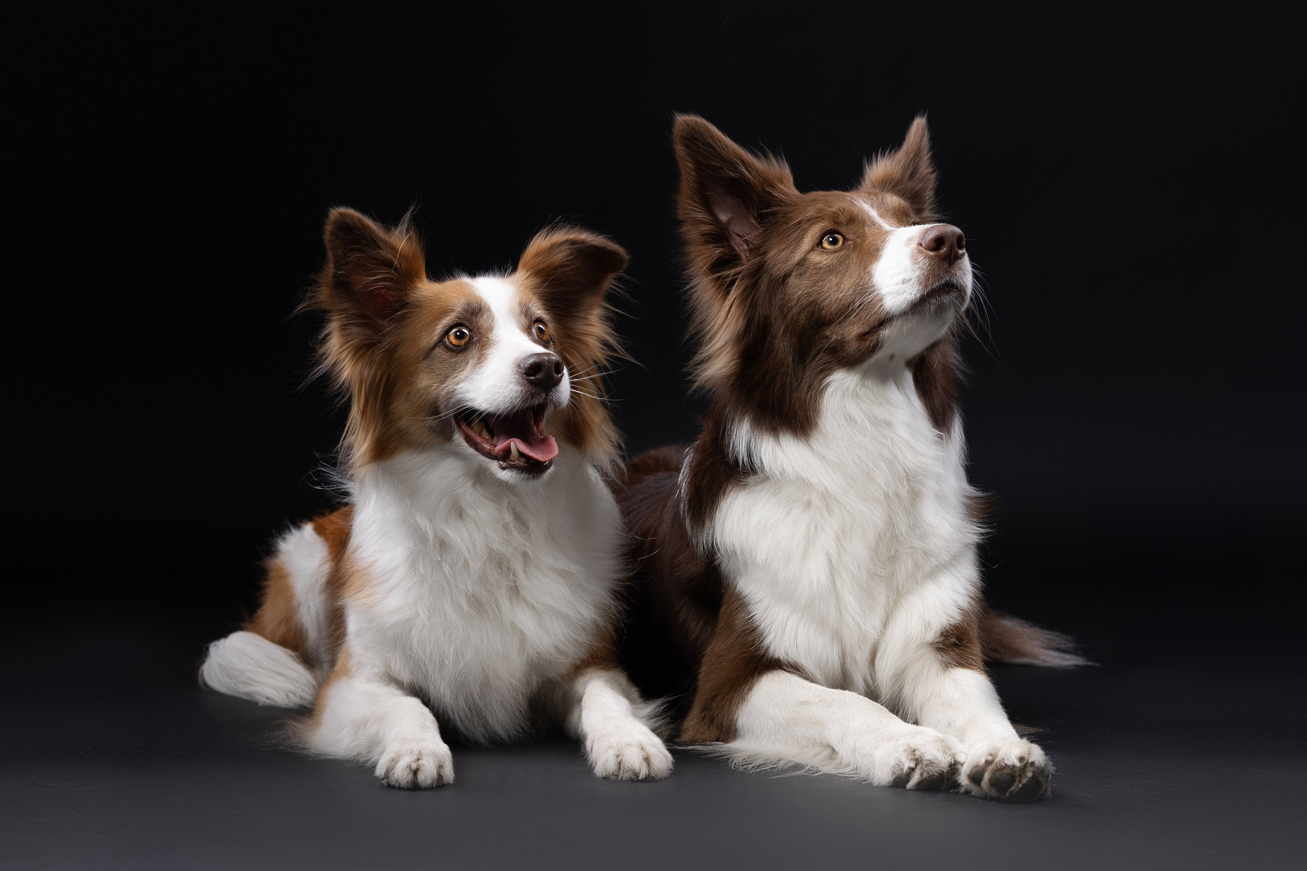 Фотосъемка собак в студии. Фотограф анималист в Москве Майорова Евгения