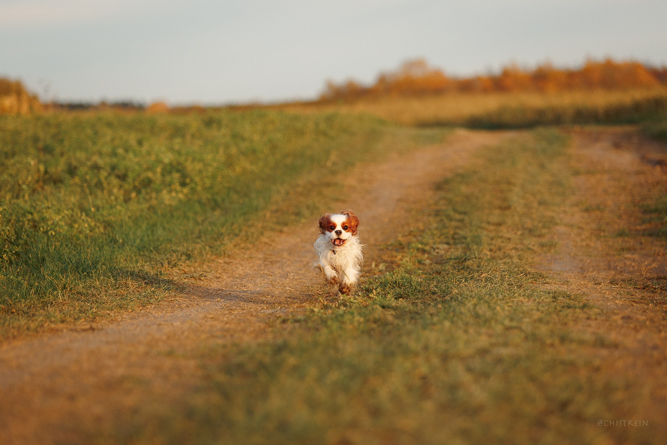 Октябрьский закат в полях. Алина и Лео. Фотограф-анималист Наталия Чистюхина в г. Сосновый Бор и ЛО