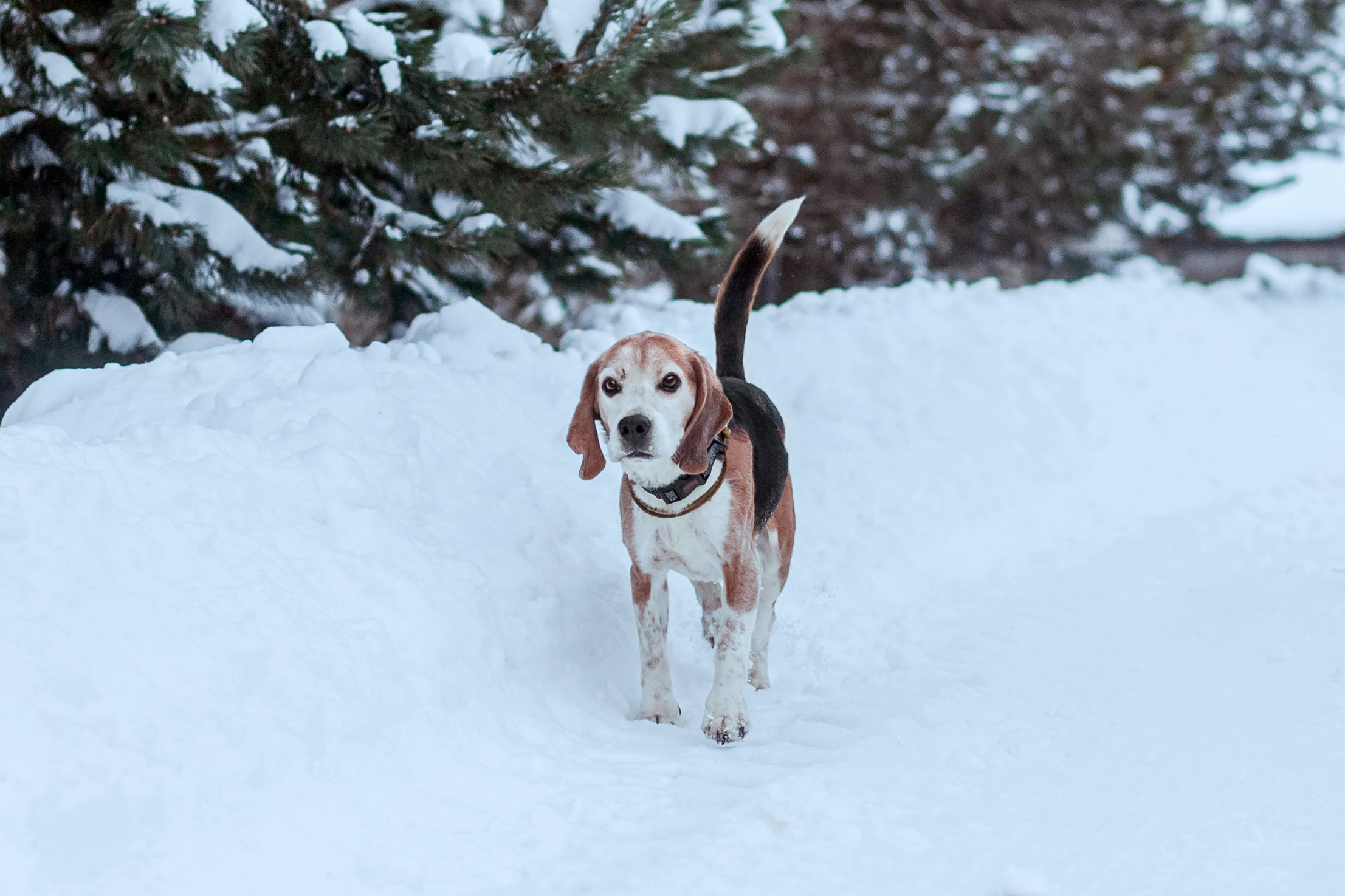 Дом для Биглей 2023. Фотограф-анималист Татьяна Степанова