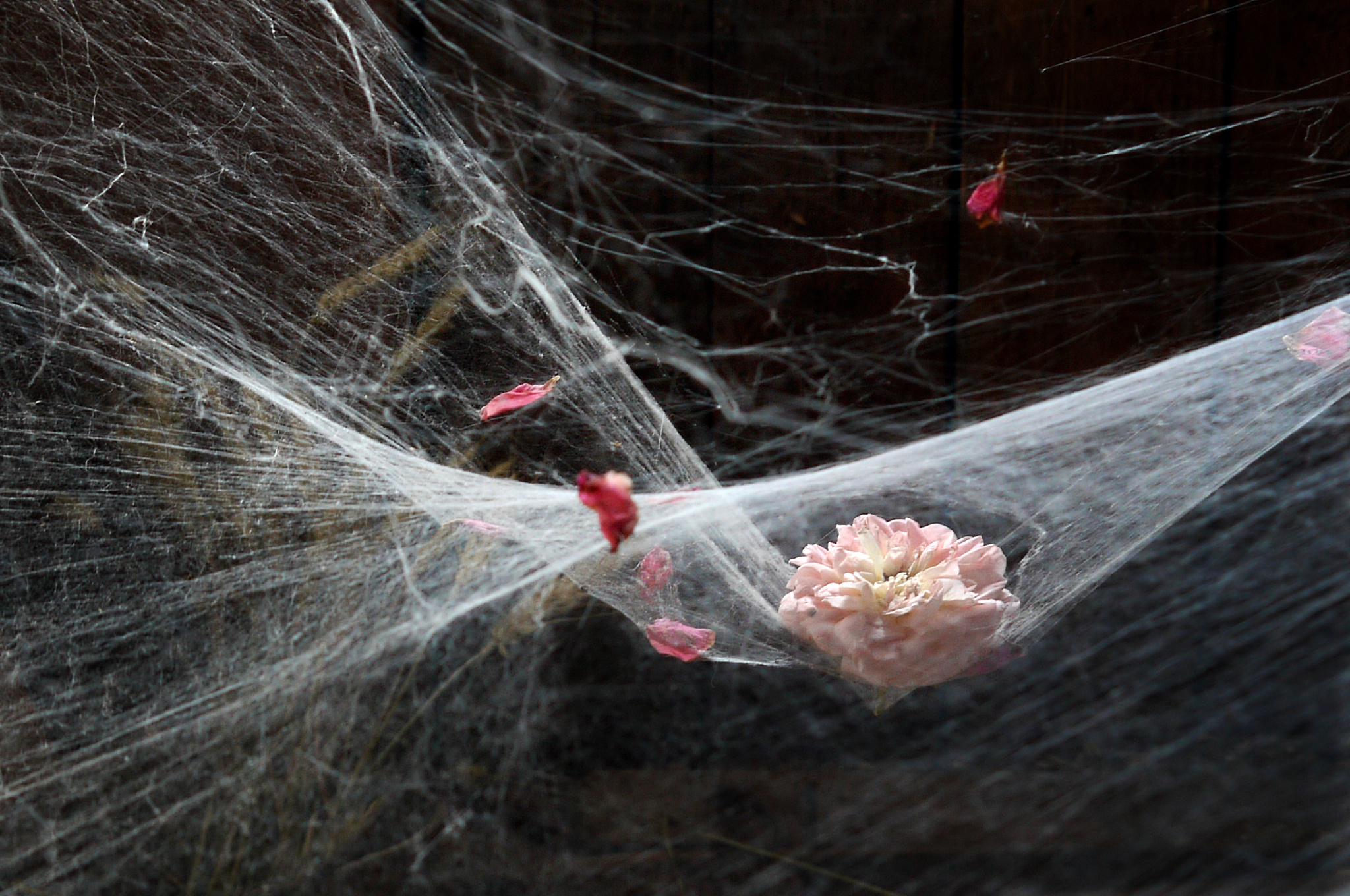 Натюрморт. Фотограф Елена Камынина