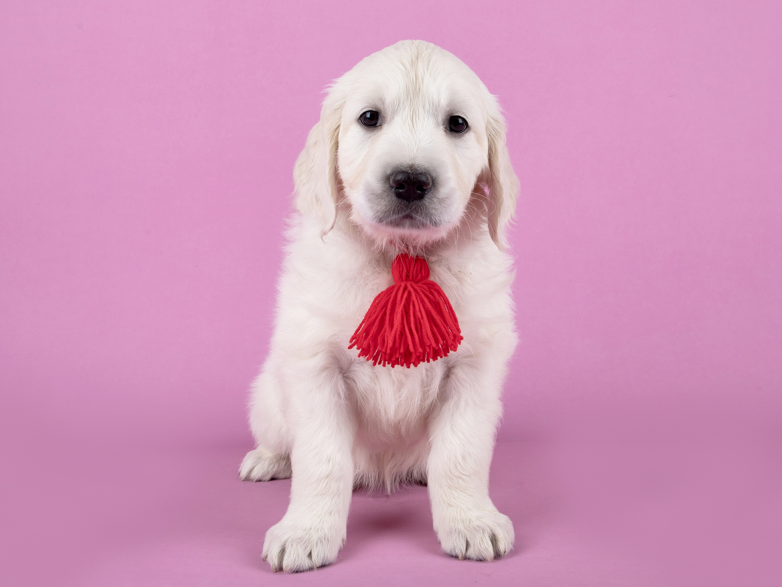 Голден Ретривер. Предметный и семейный фотограф в Санкт-Петербурге Катерина Стеклова