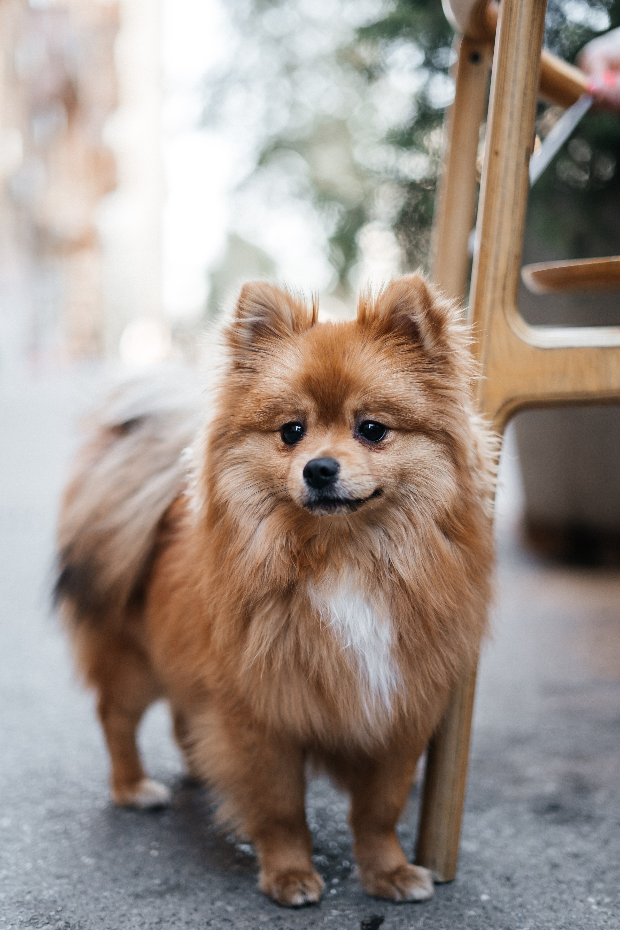Yana and Percy. Фотограф Волгоград