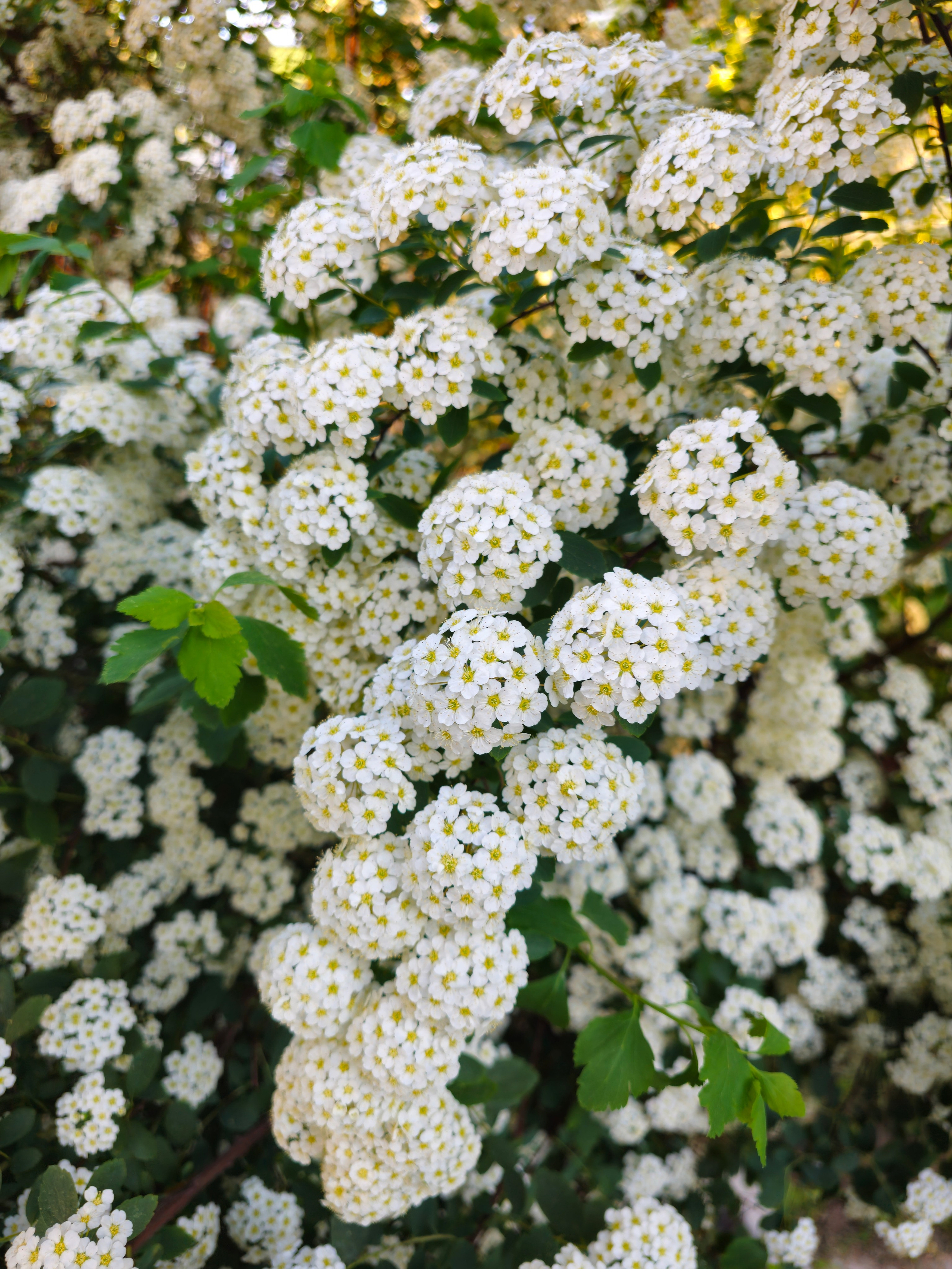 Листопадный декоративный кустарник семейства Розовые.