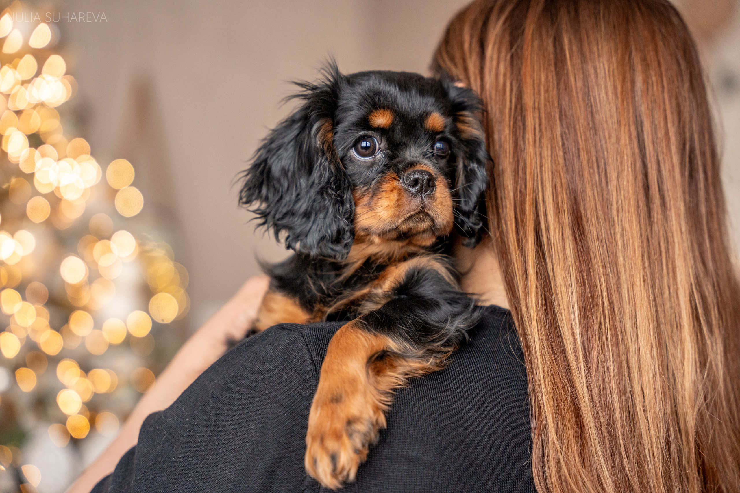 Щенки Кавалер кинг-чарльз-спаниель (Новый год). Главная