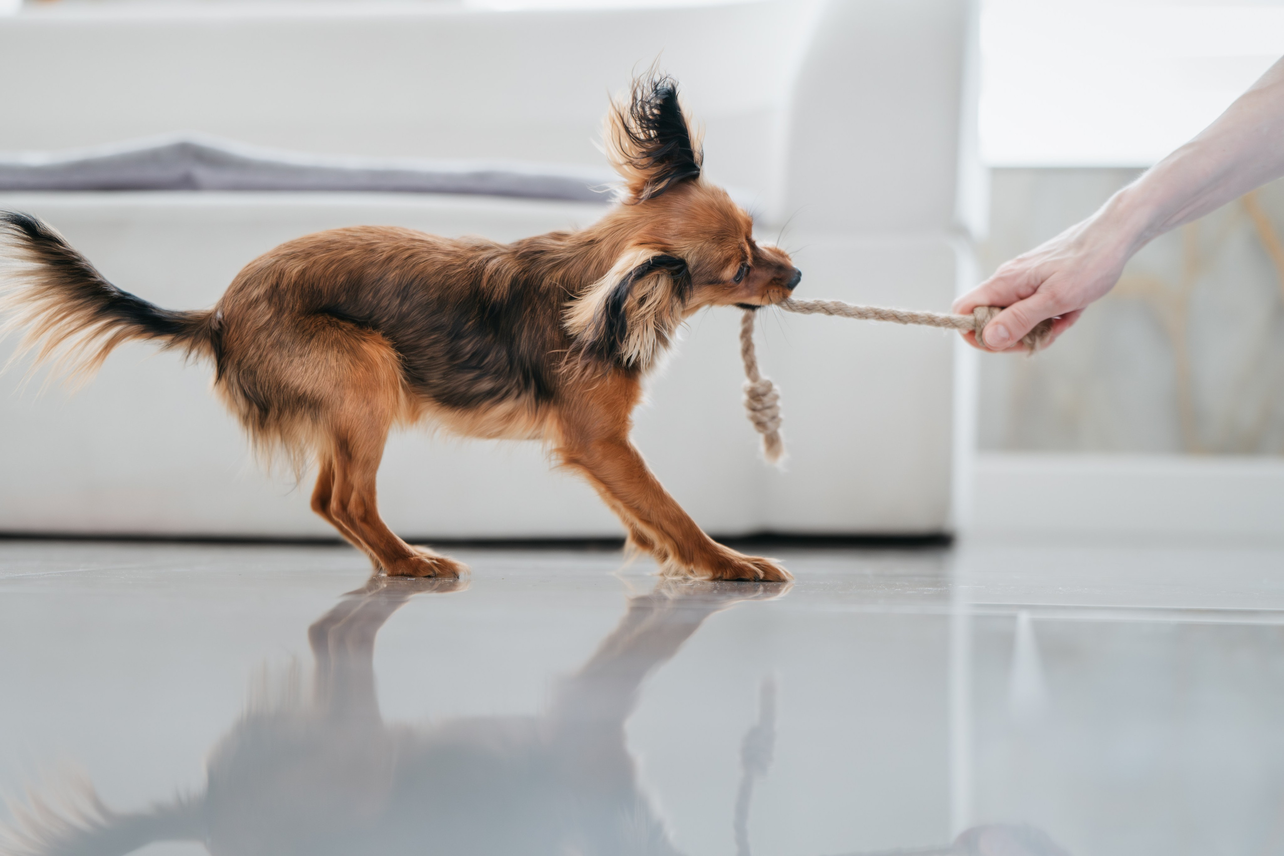 Домашняя съемка. Фотограф Анималист в Москве Анастасия Жучкова
