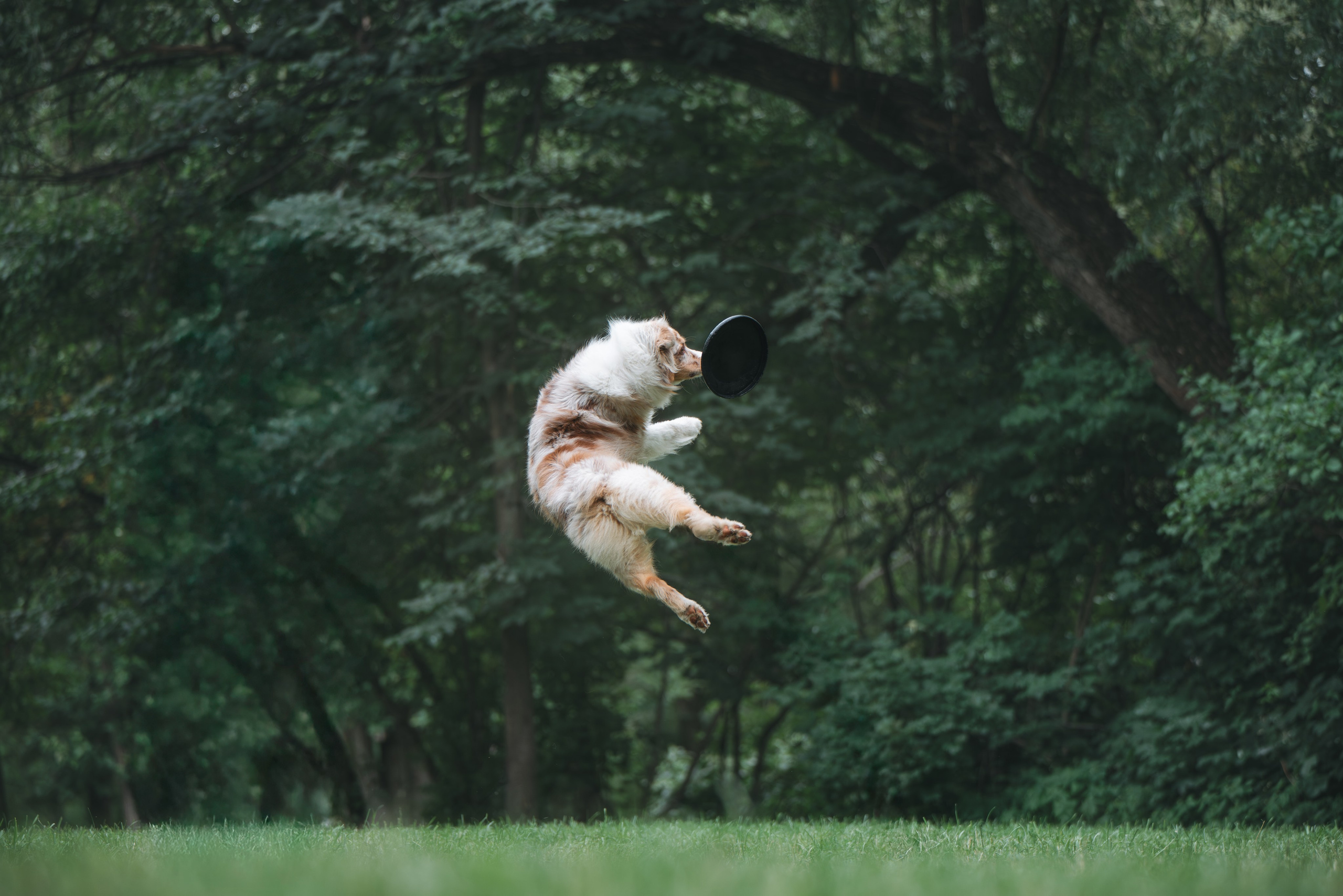 Аусси. Фотограф Анималист в Москве Анастасия Жучкова