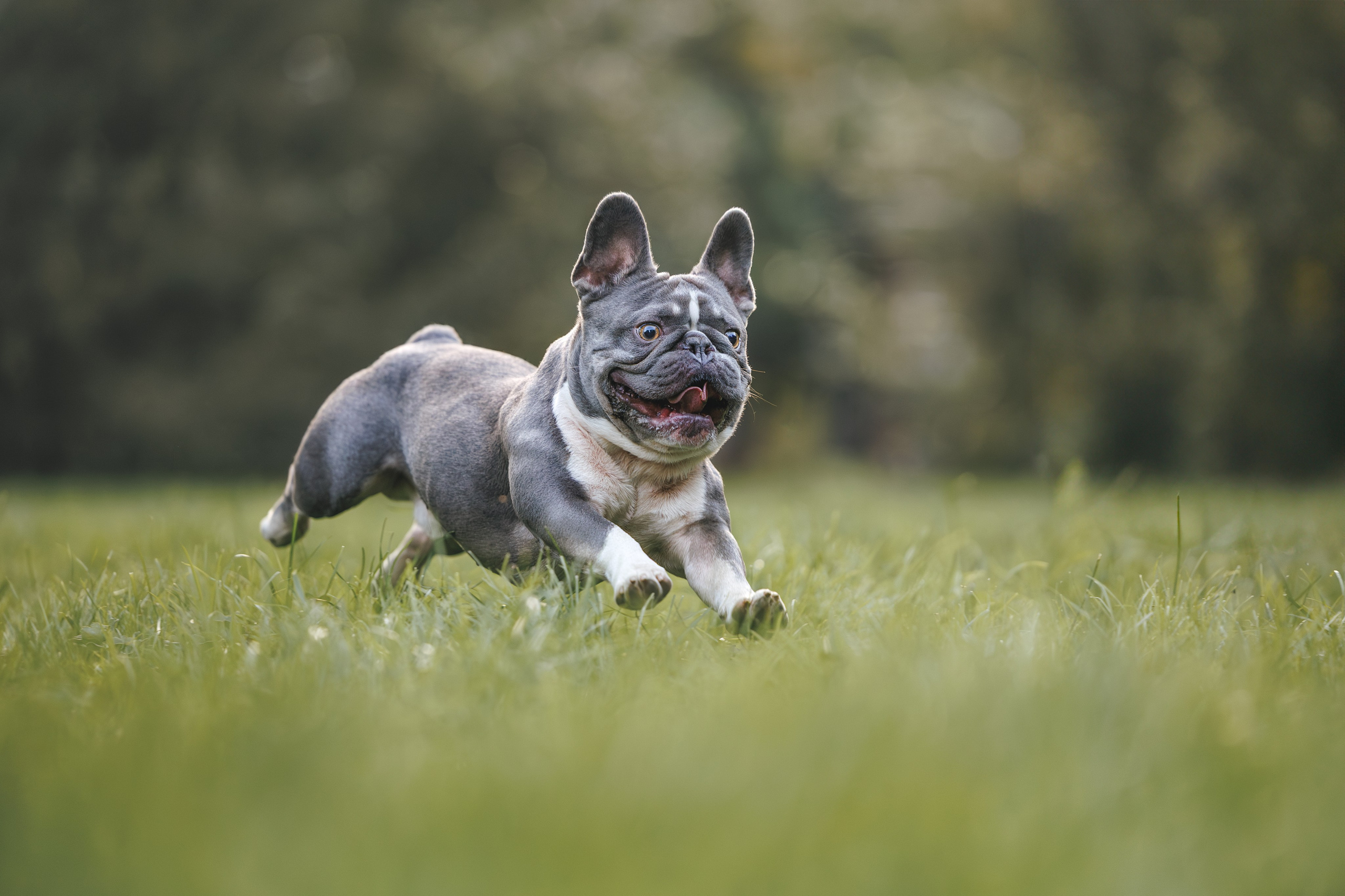Французский Бульдог в Воронцовском парке (в обработке). Фотограф Анималист в Москве Анастасия Жучкова