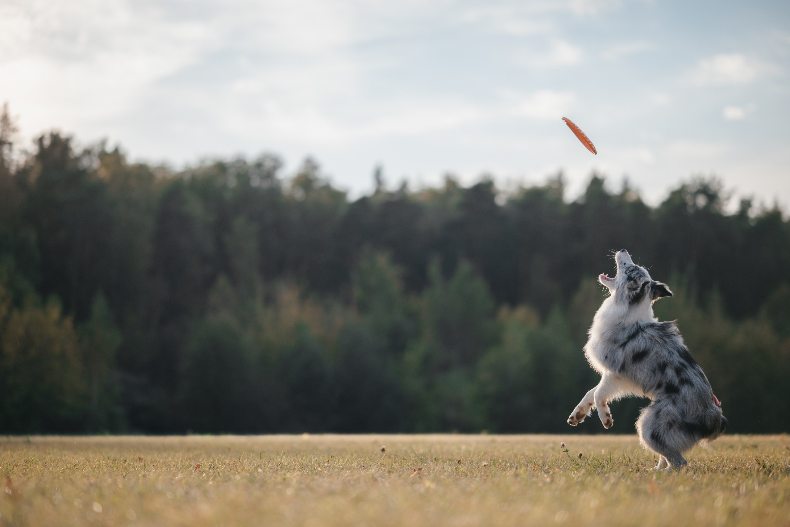 Бордерколли и фрисби. Фотограф Анималист в Москве Анастасия Жучкова