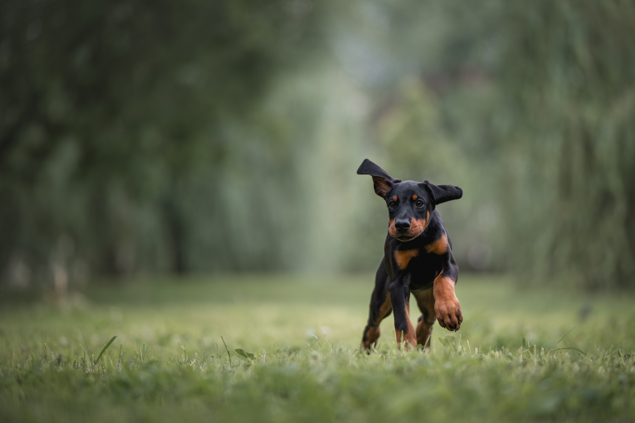 Щенки Доберманов. Фотограф Анималист в Москве Анастасия Жучкова