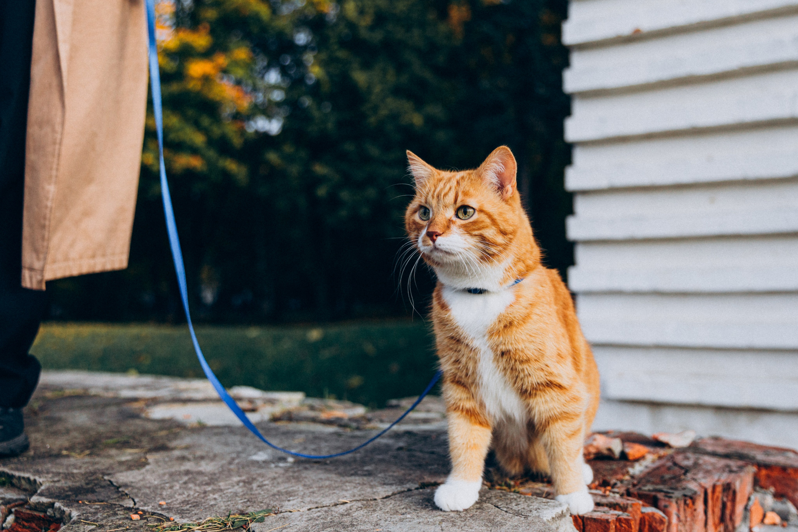 Таня и Ричард. Фотограф-анималист в Москве Соломонова Варвара