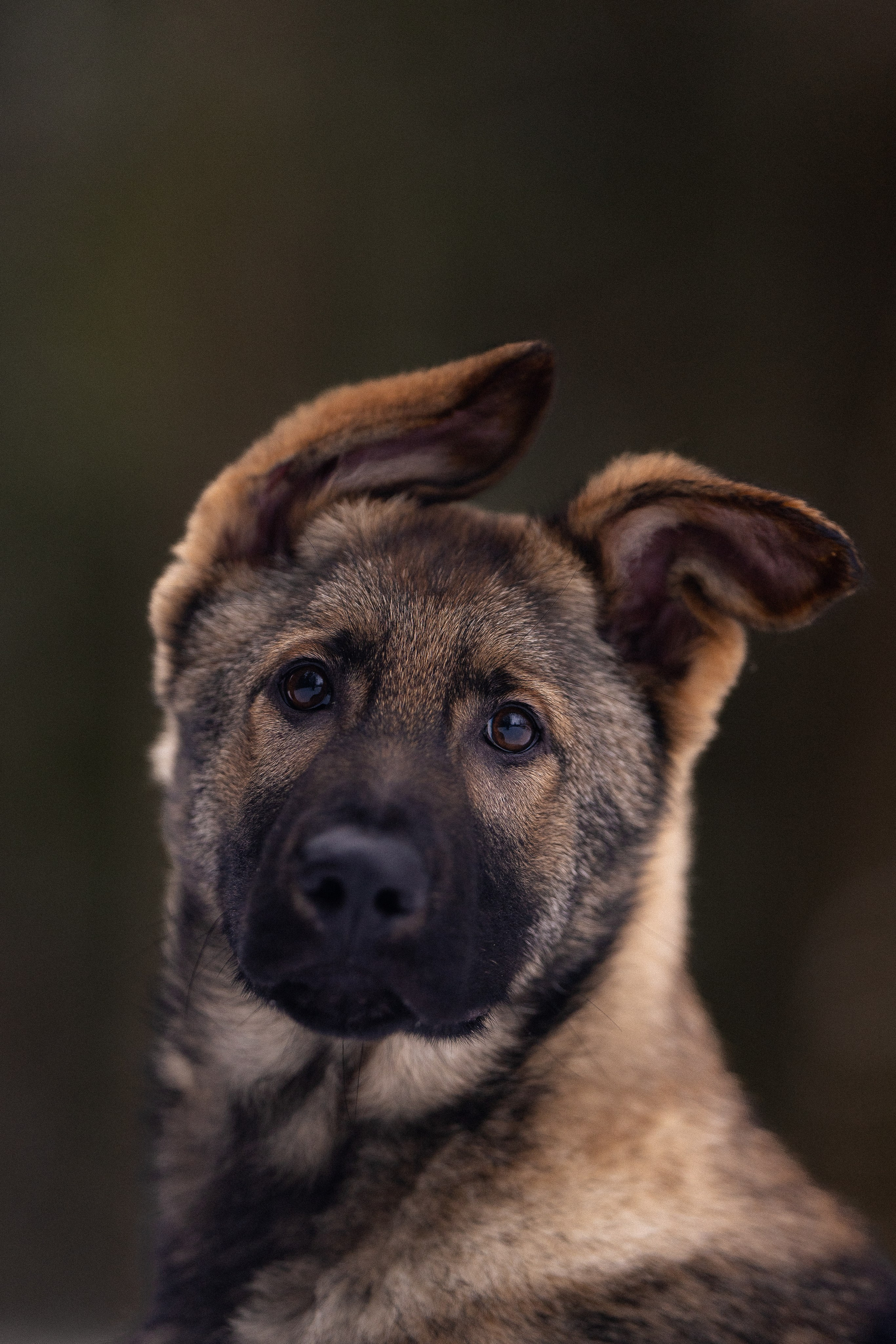 Немецкая овчарка. Фотограф и видеограф анималист Аганина Дарья