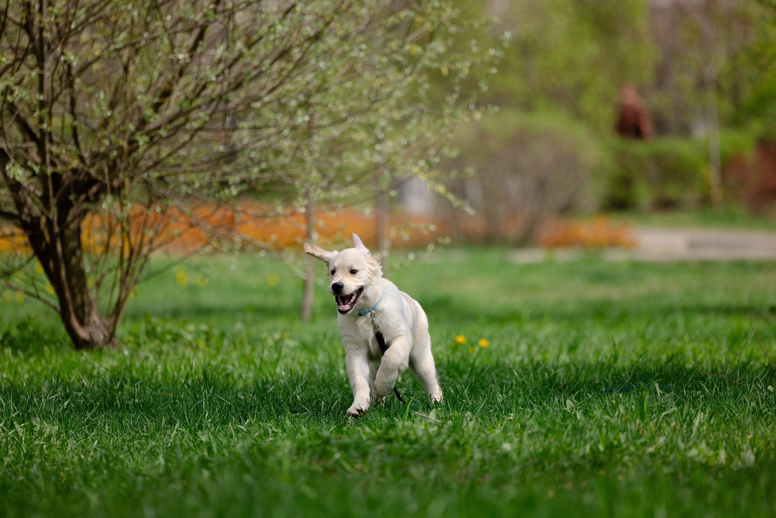 Голден ретривер. Фотограф и видеограф анималист Аганина Дарья