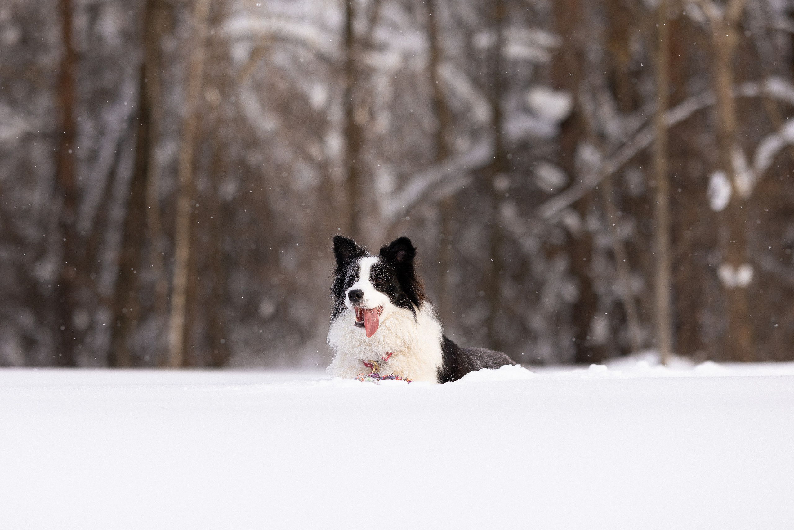 Лилия, Алексей и Ариана. Фотограф и видеограф анималист Аганина Дарья