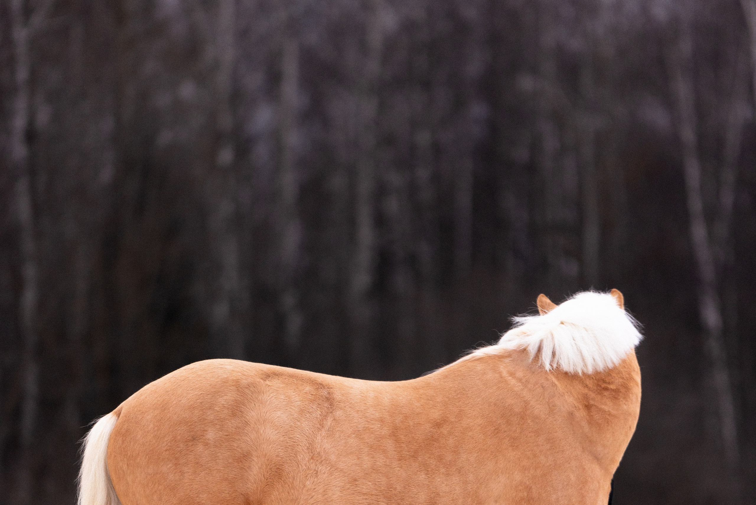 Бейкер. Фотограф и видеограф анималист Аганина Дарья