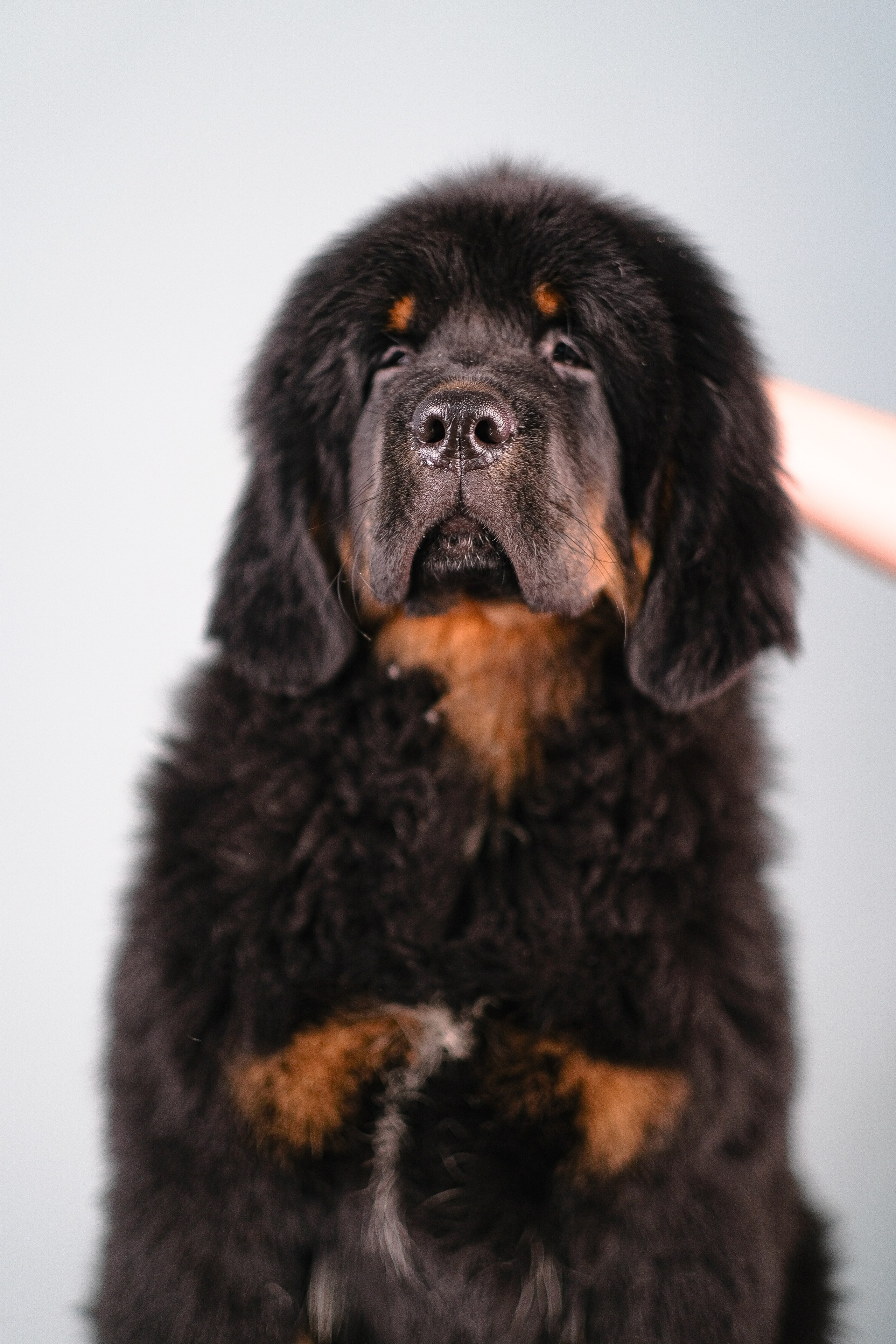 Тибетский мастиф. Фотограф и видеограф анималист Аганина Дарья