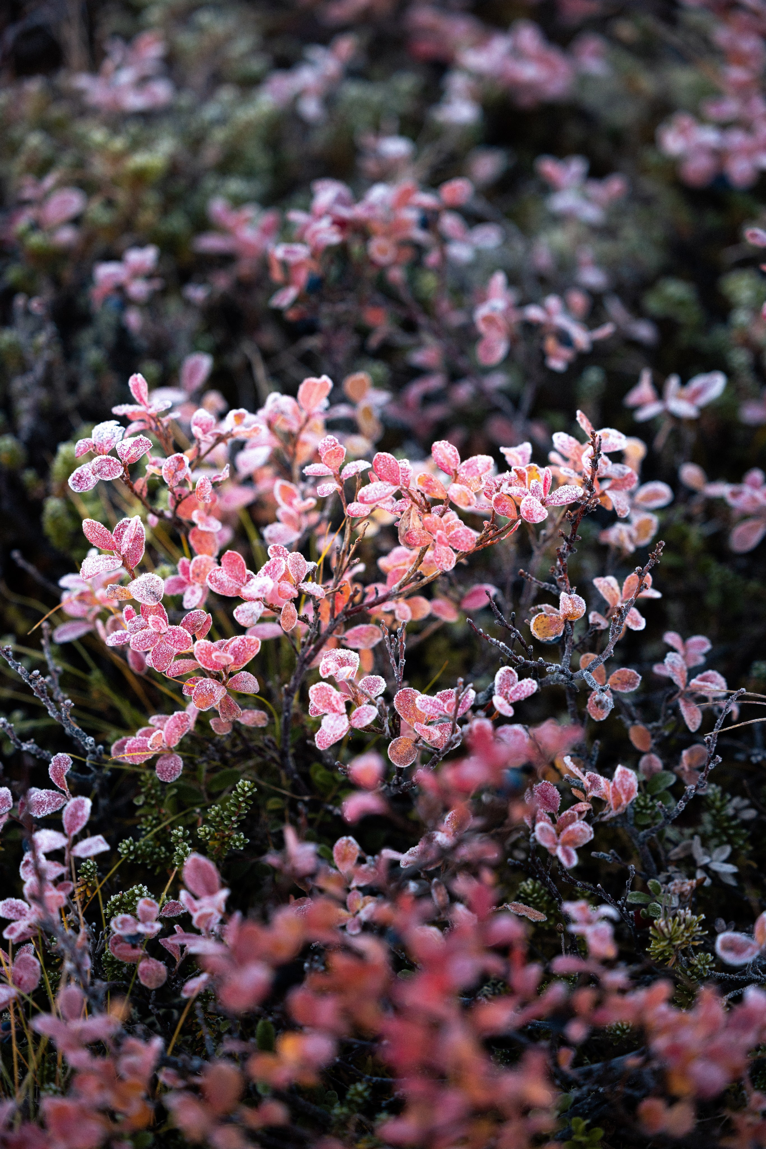 Кольский. Фотограф и видеограф анималист Аганина Дарья