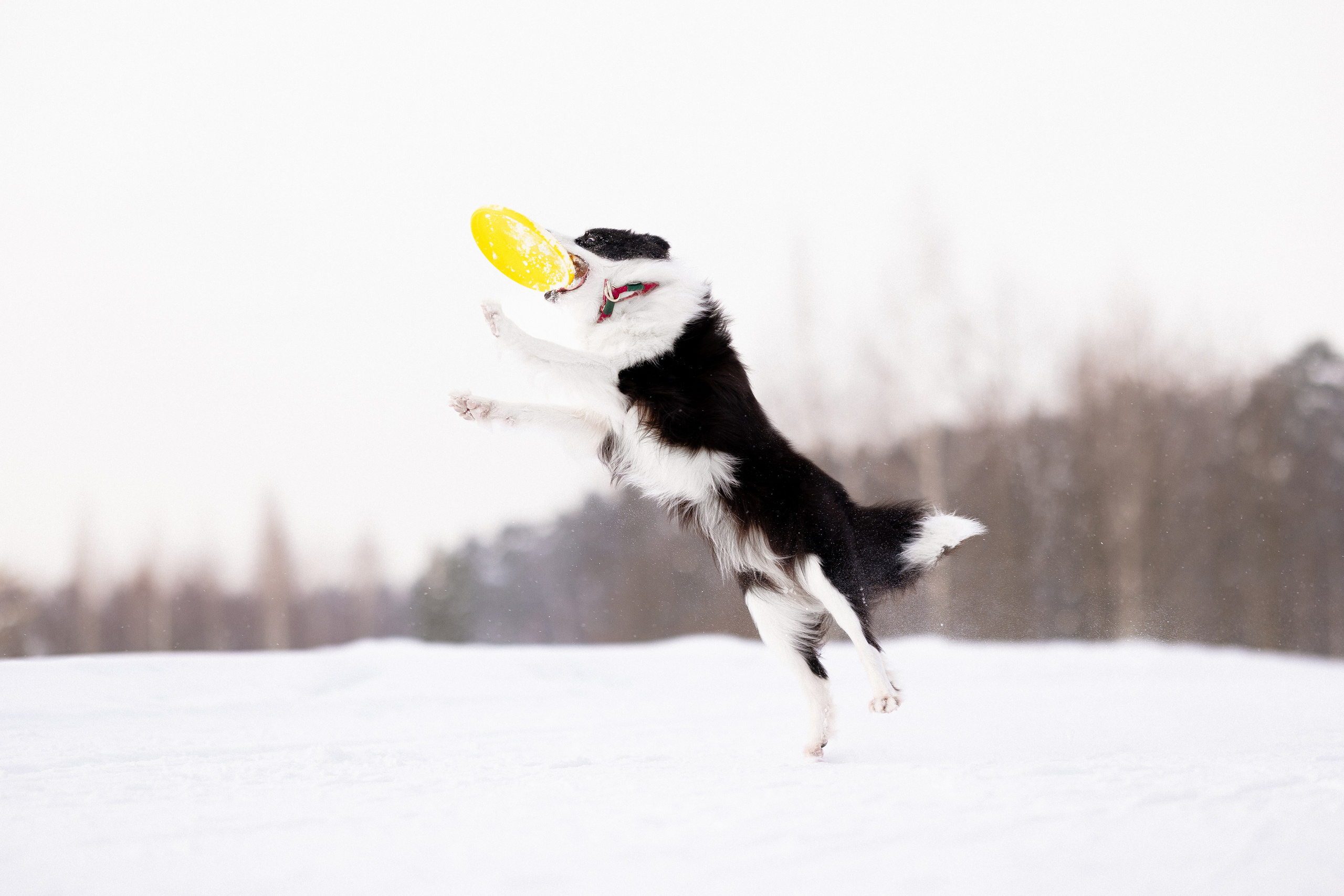 Лилия, Алексей и Ариана. Фотограф и видеограф анималист Аганина Дарья