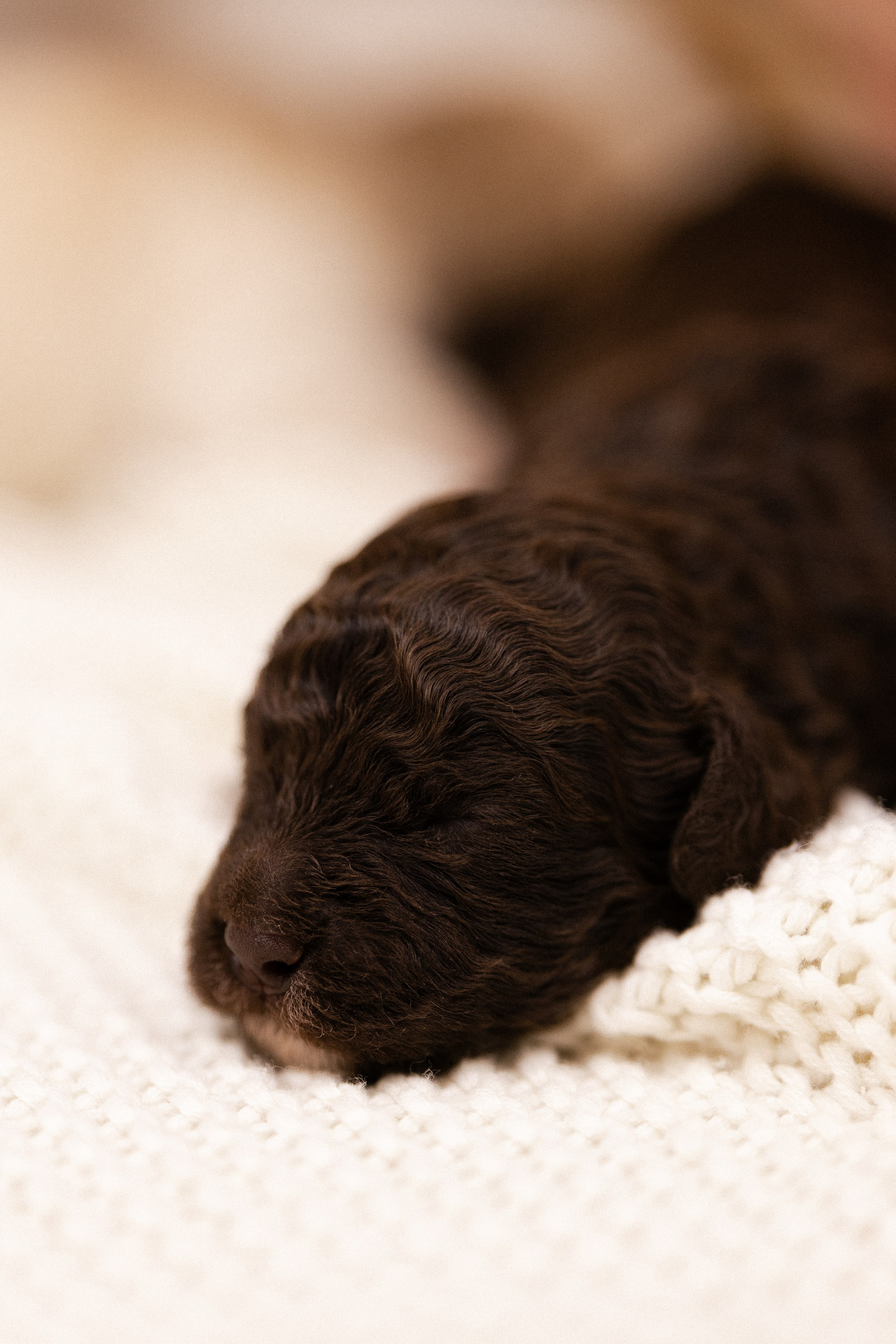 Лаготто Романьоло. Фотограф и видеограф анималист Аганина Дарья