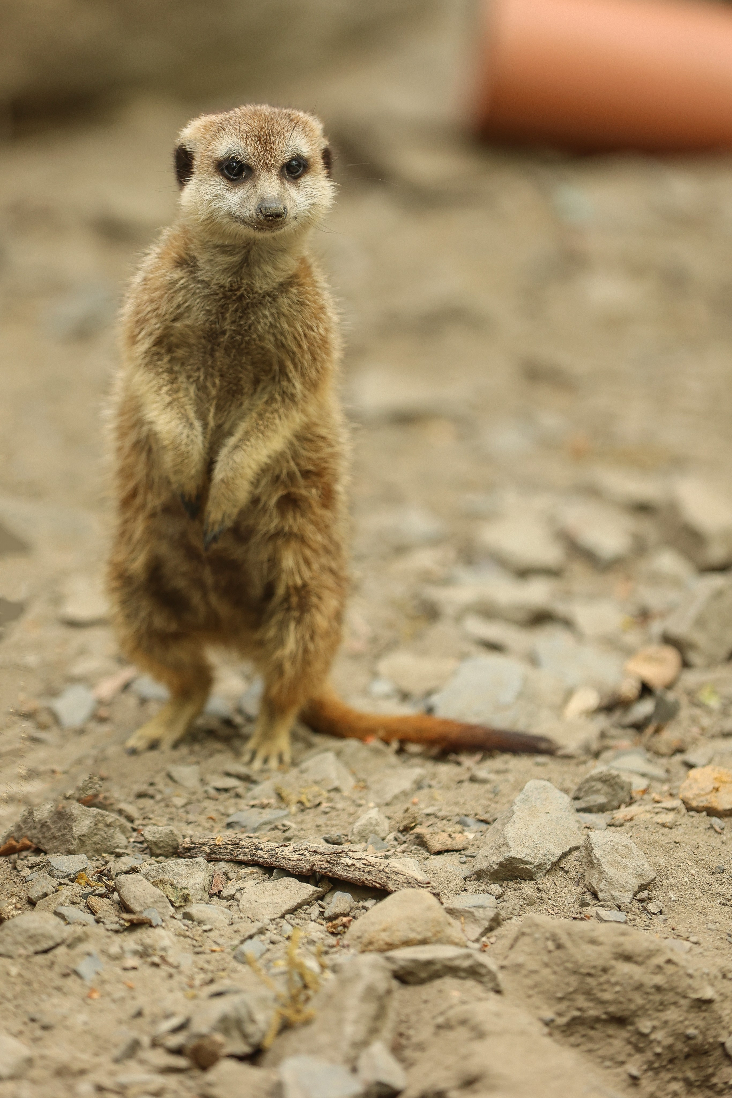 Зоопарк Малинки. Фотограф-АниМалист Анна Абрамова