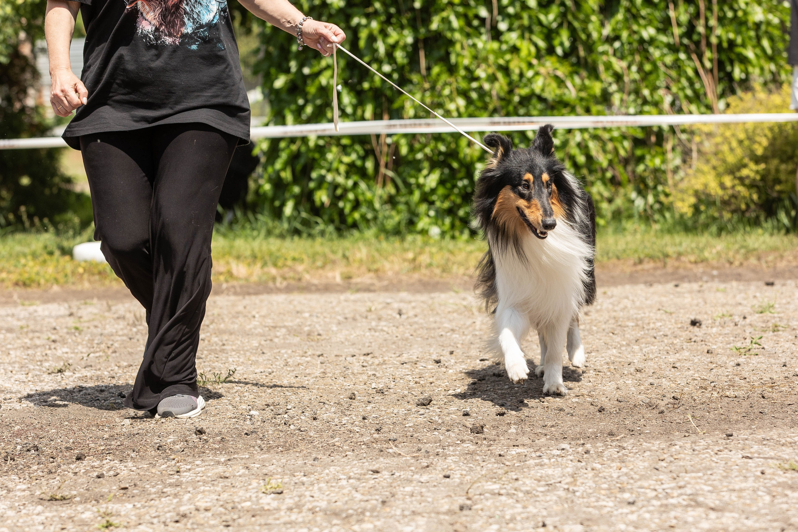 Репортаж (фото с выставок). Фотограф-АниМалист Анна Абрамова
