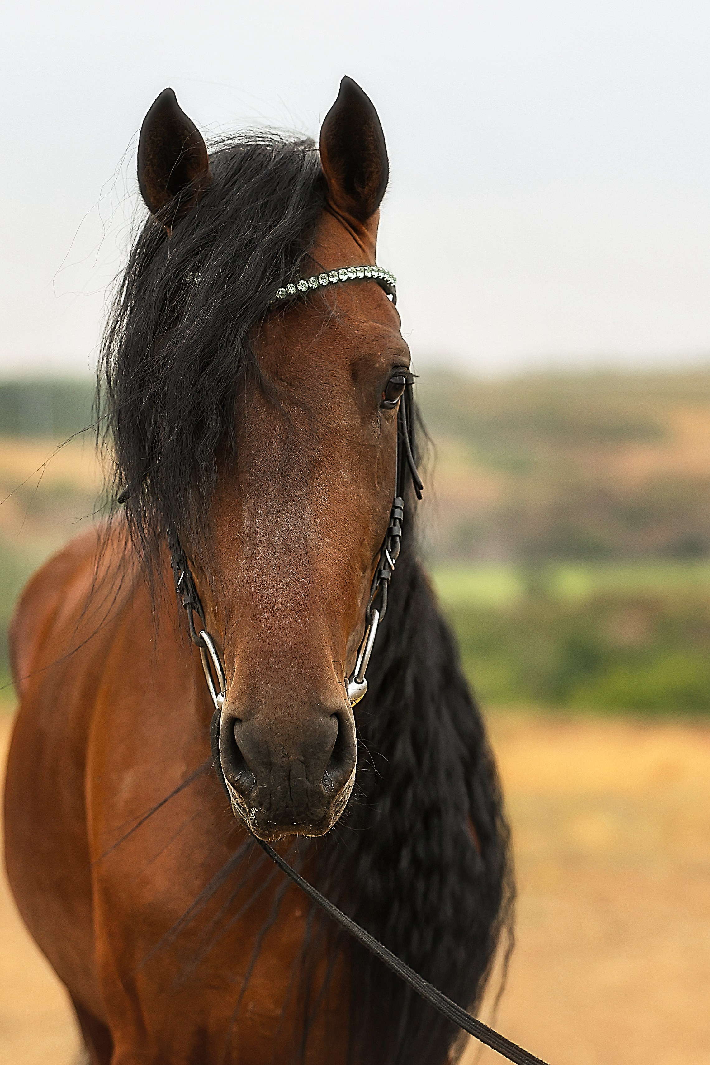 ЛОШАДИ. Фотограф-АниМалист Анна Абрамова