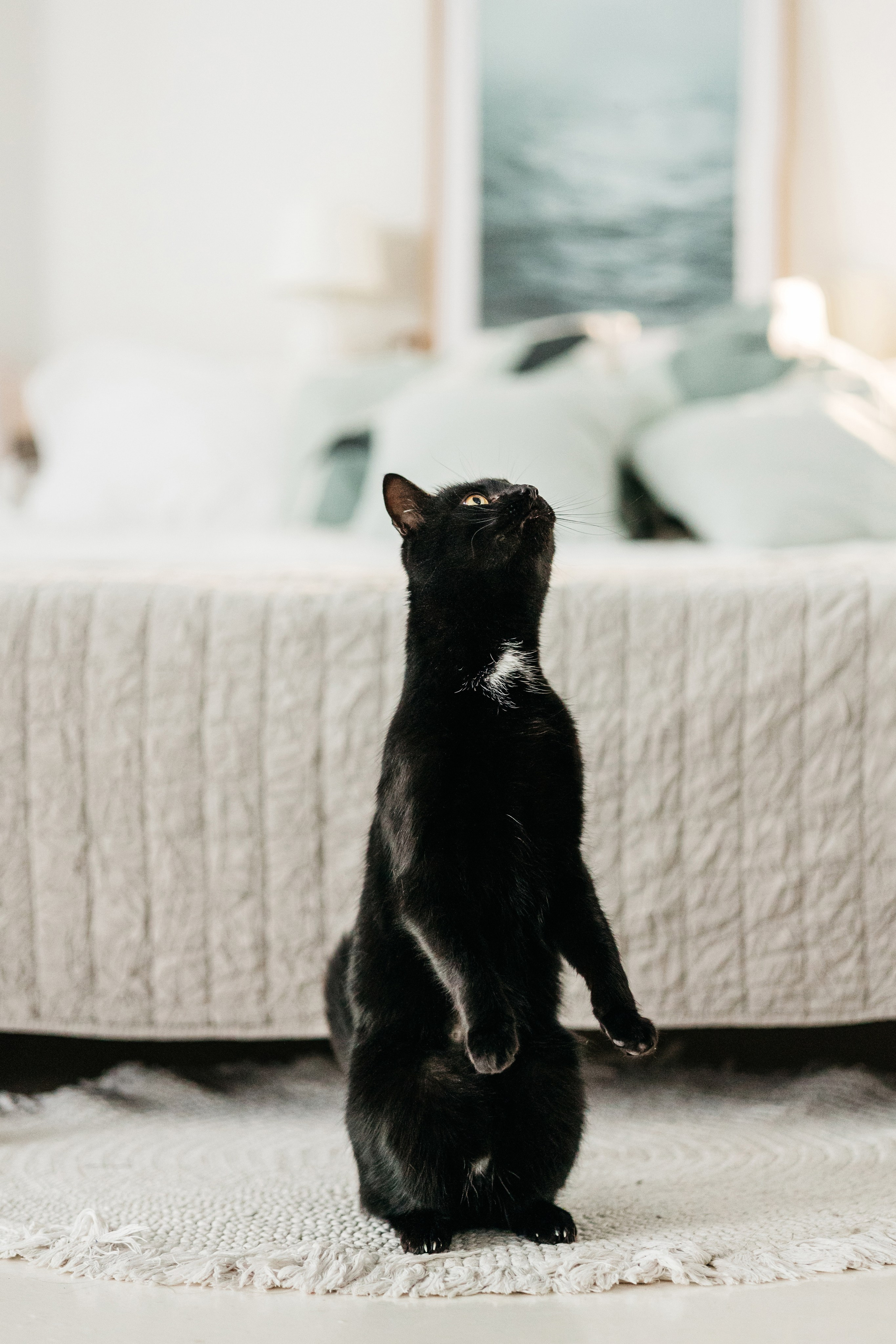 Кузя. Фотограф-анималист Елена Радченко, Москва